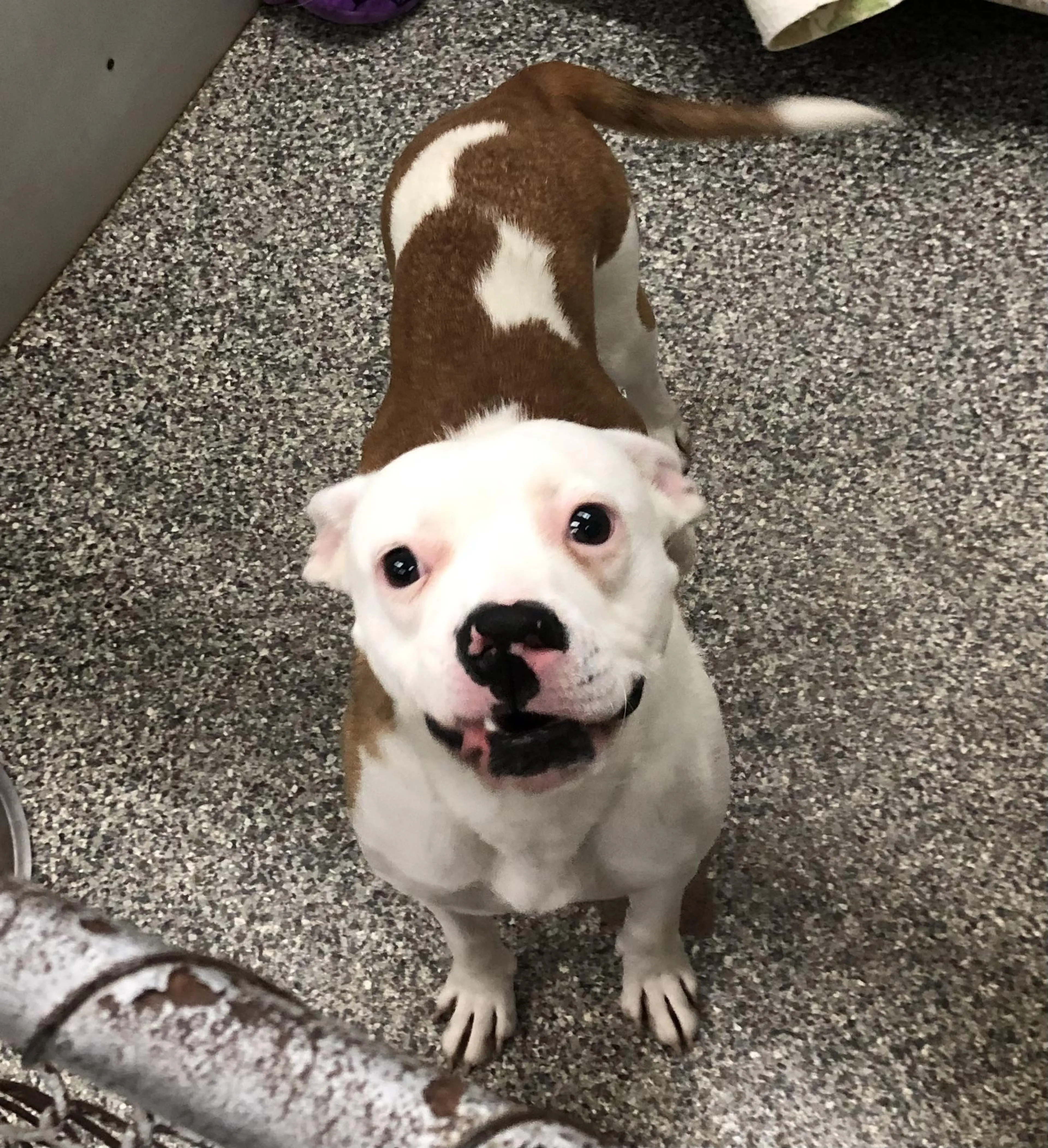 cdn image