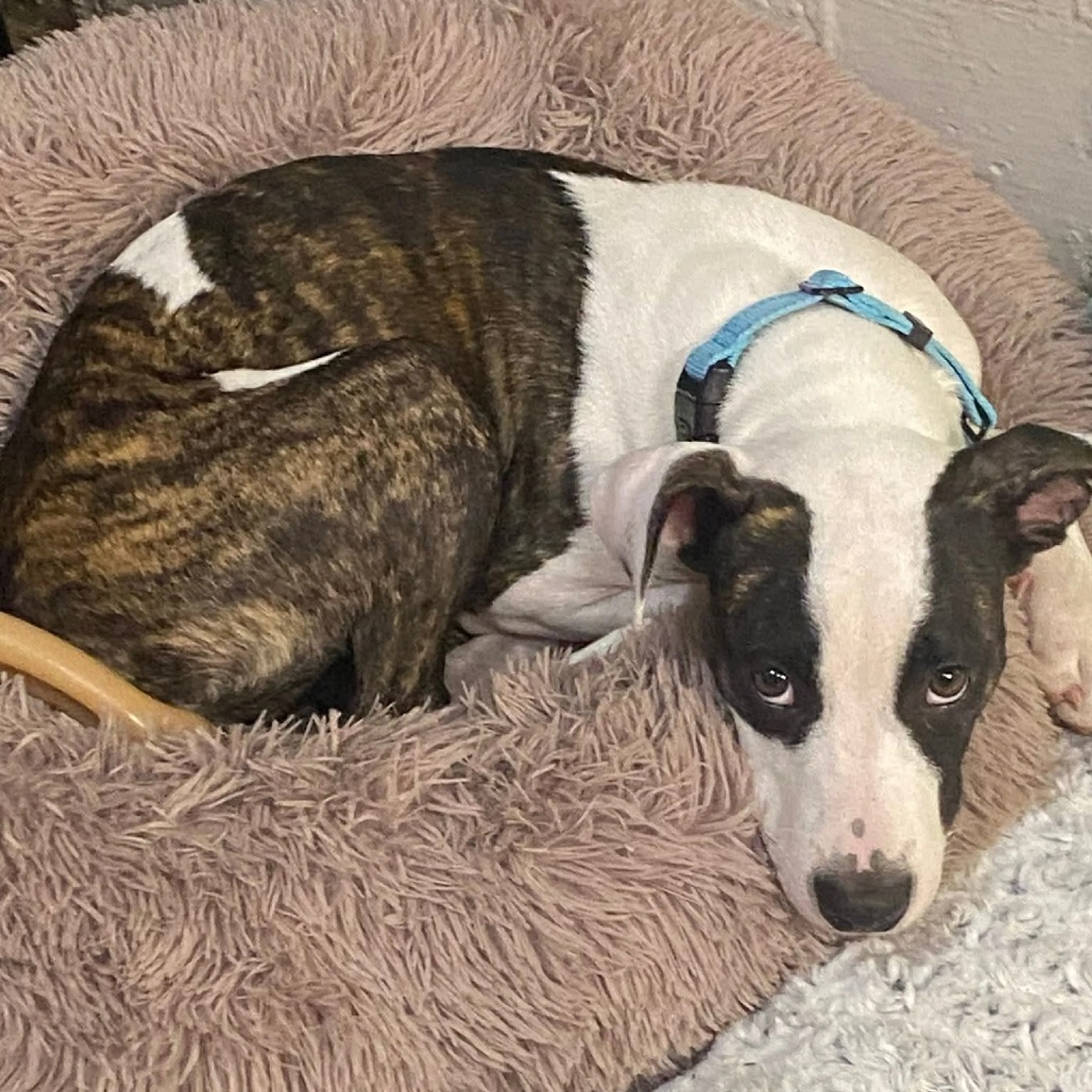 cdn image