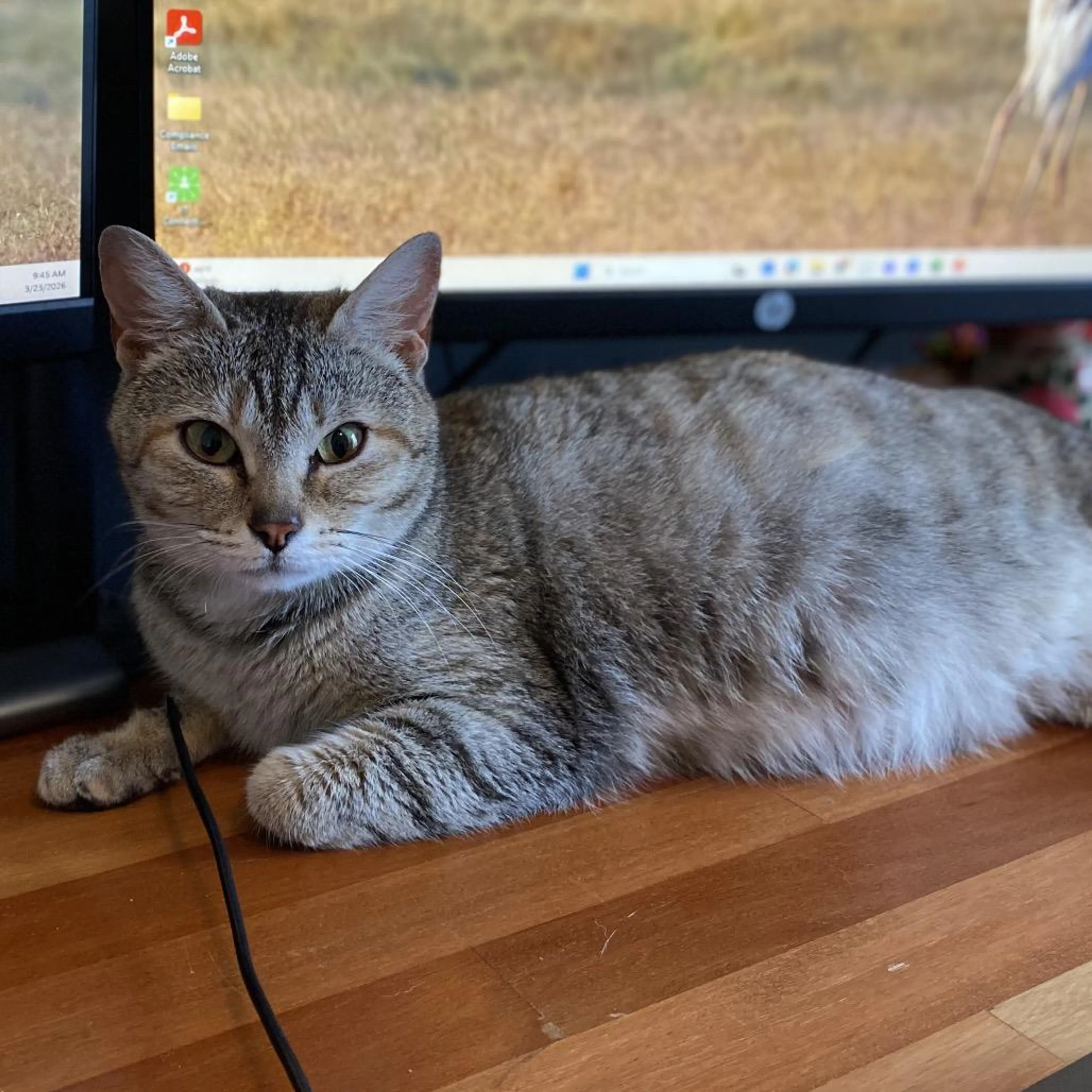 cdn image