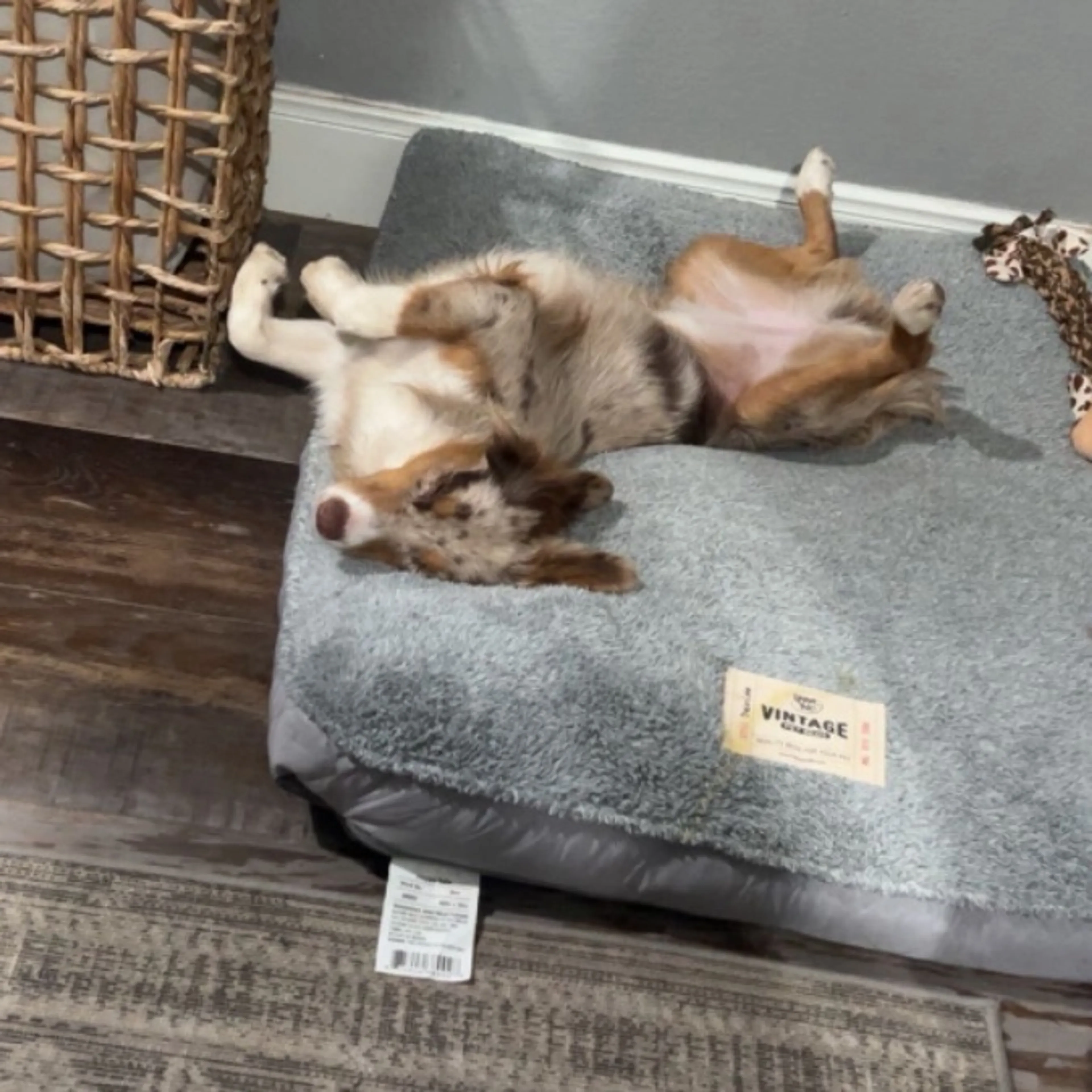 cdn image
