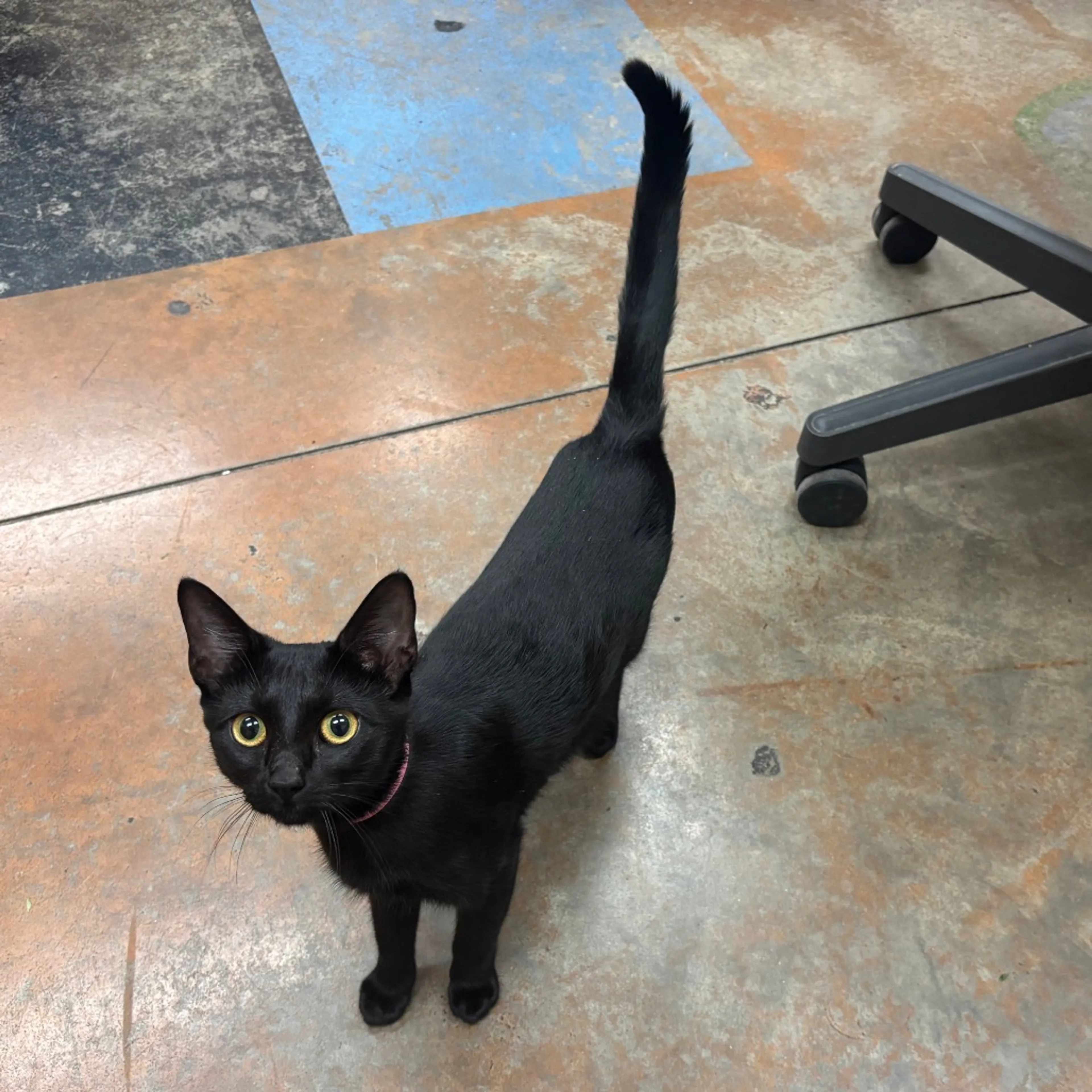 cdn image