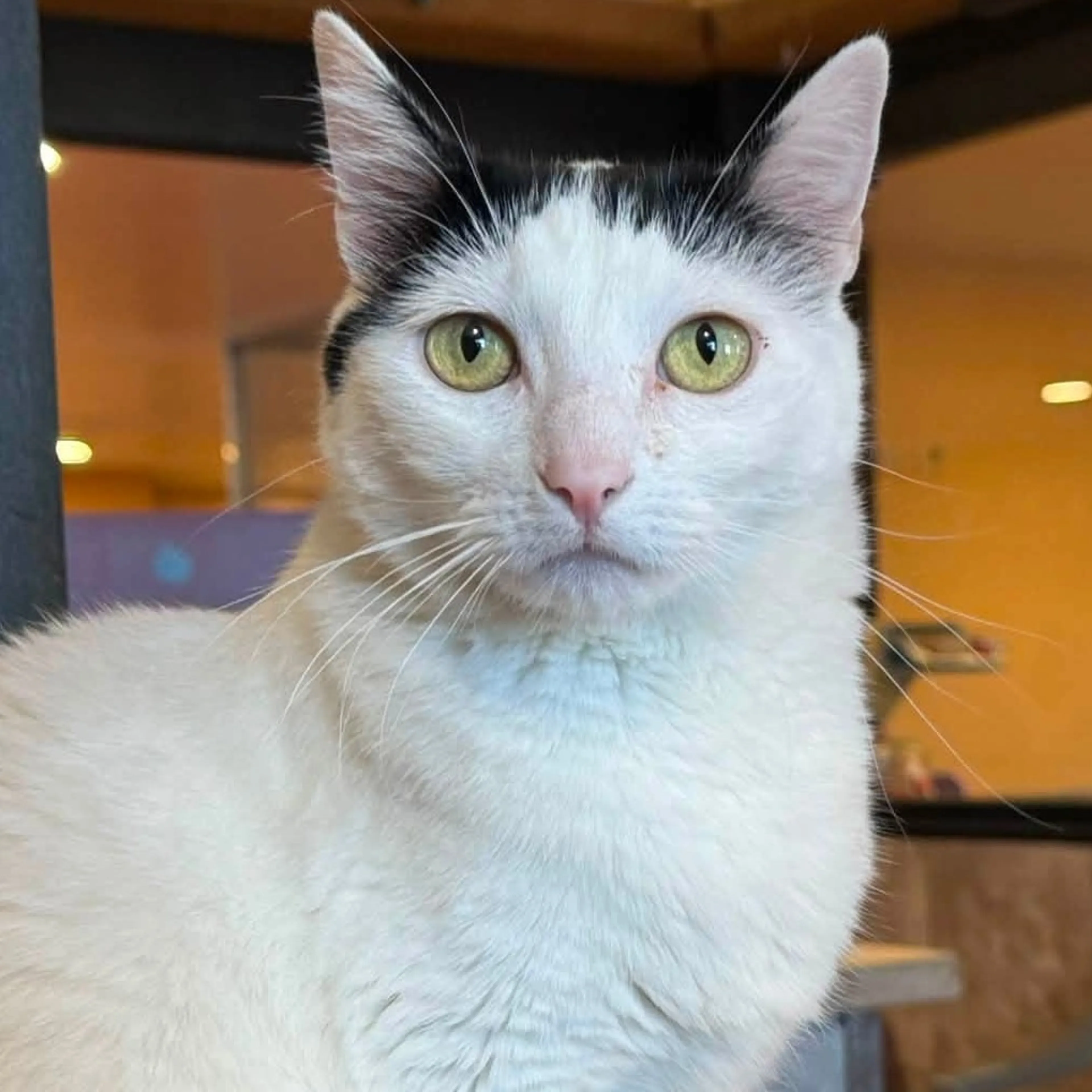 cdn image