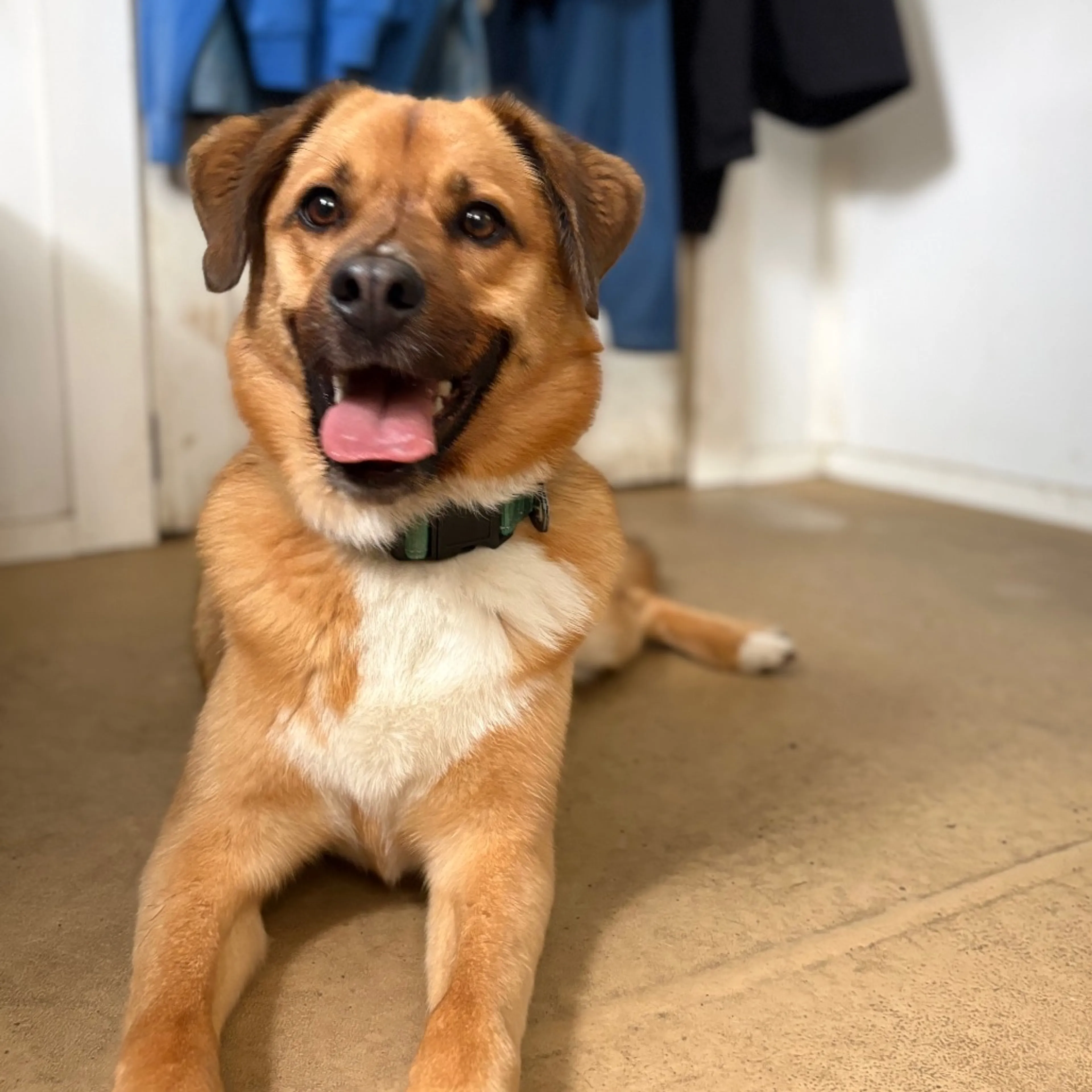 cdn image