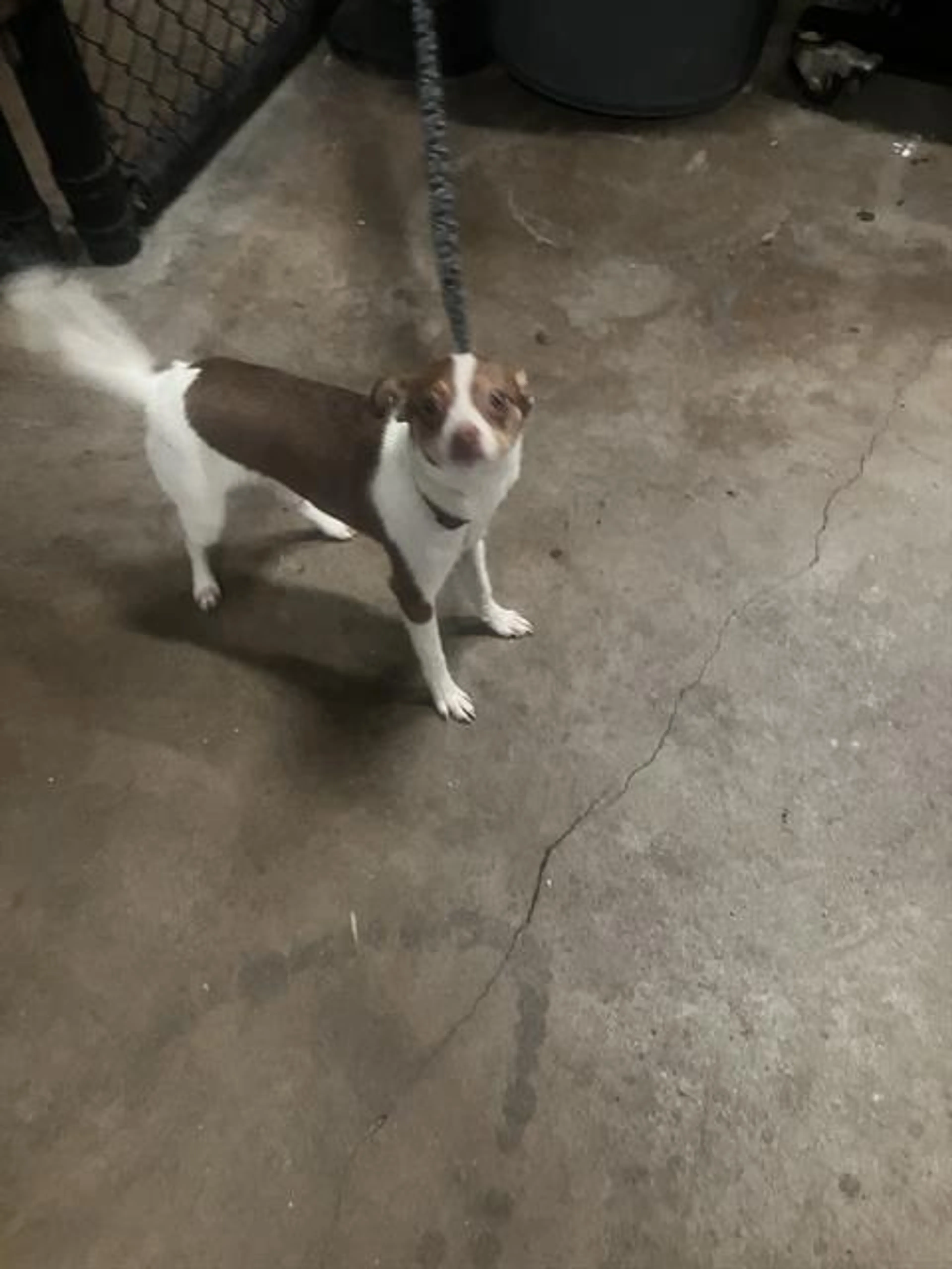 cdn image