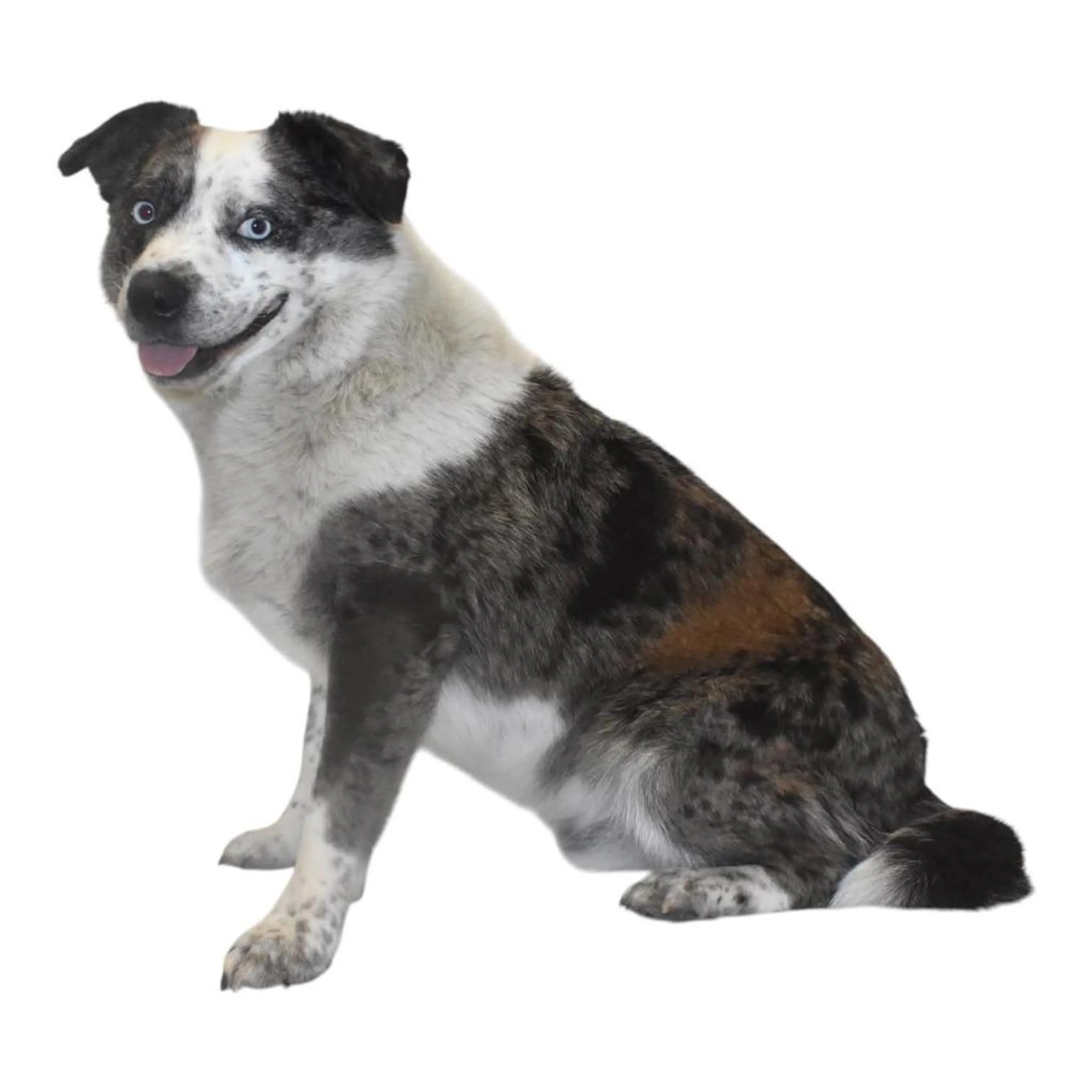 cdn image