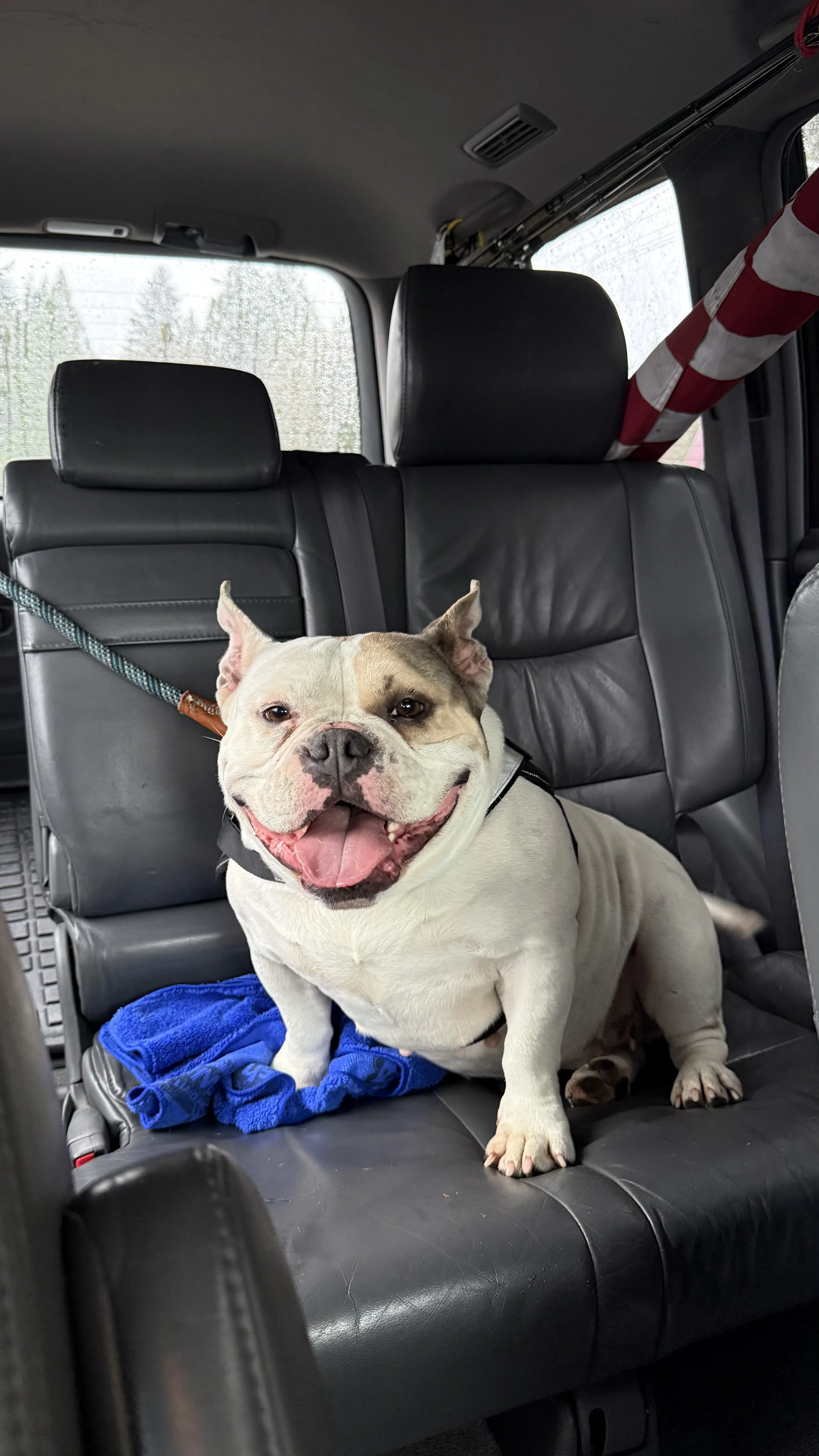 cdn image