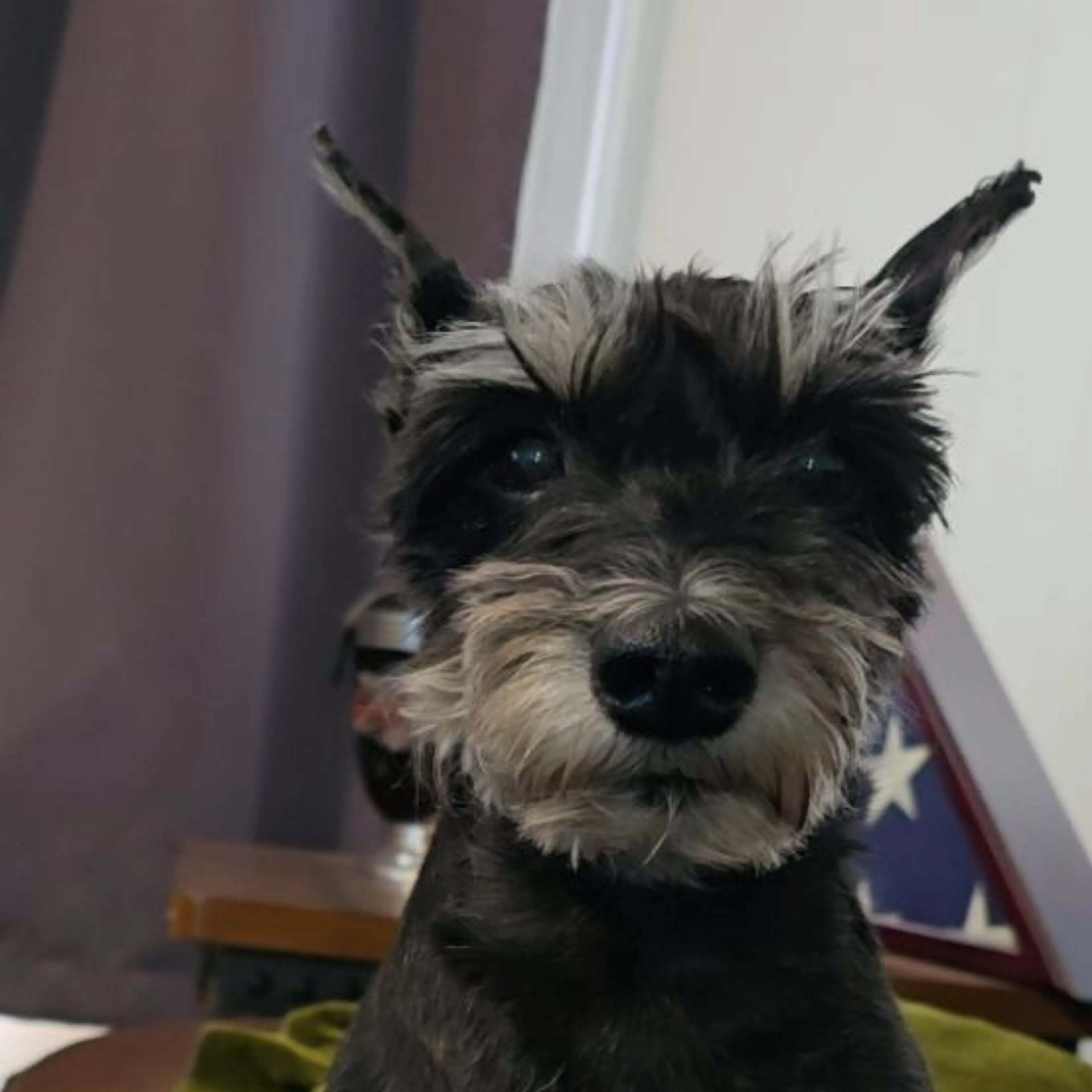 cdn image