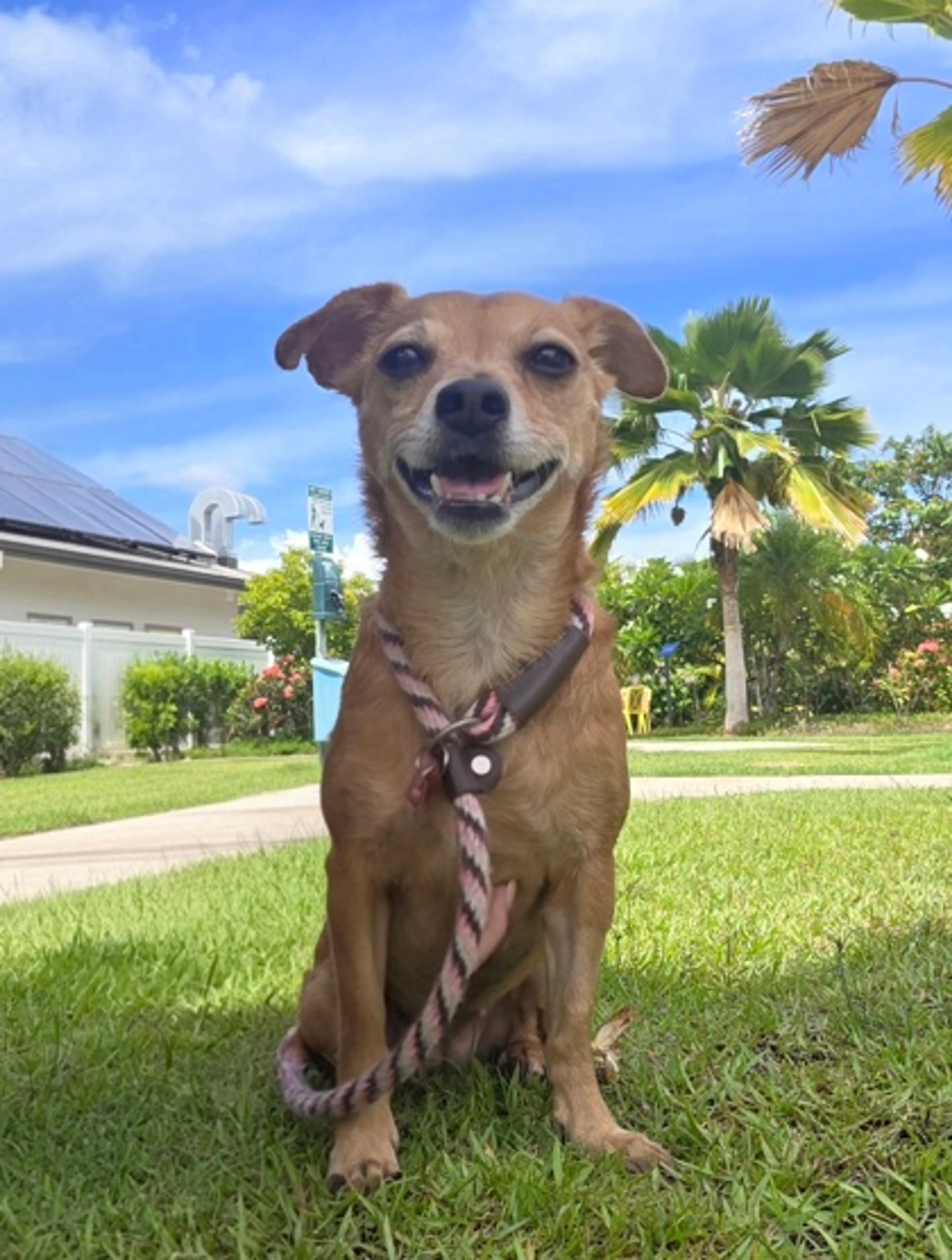 cdn image