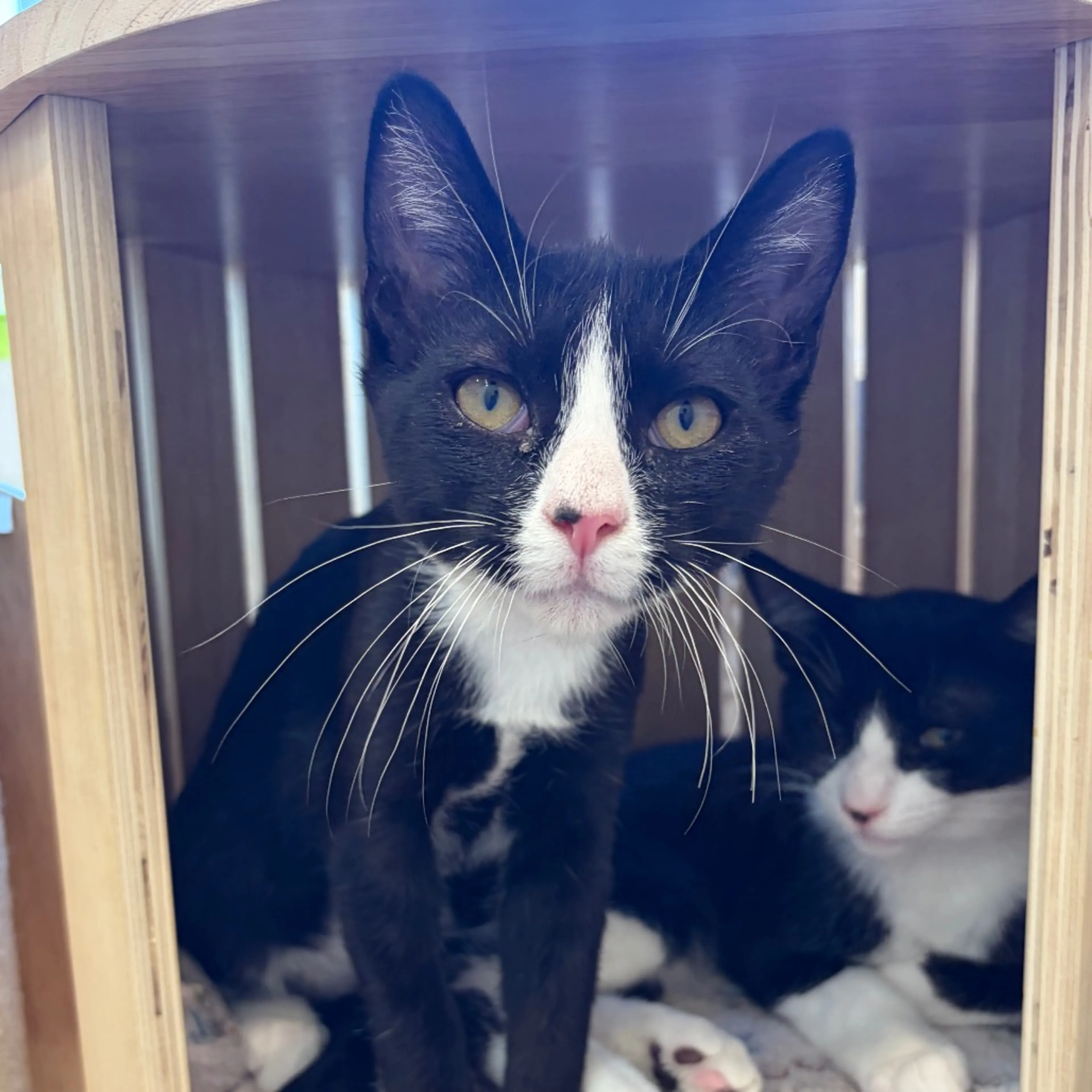 cdn image