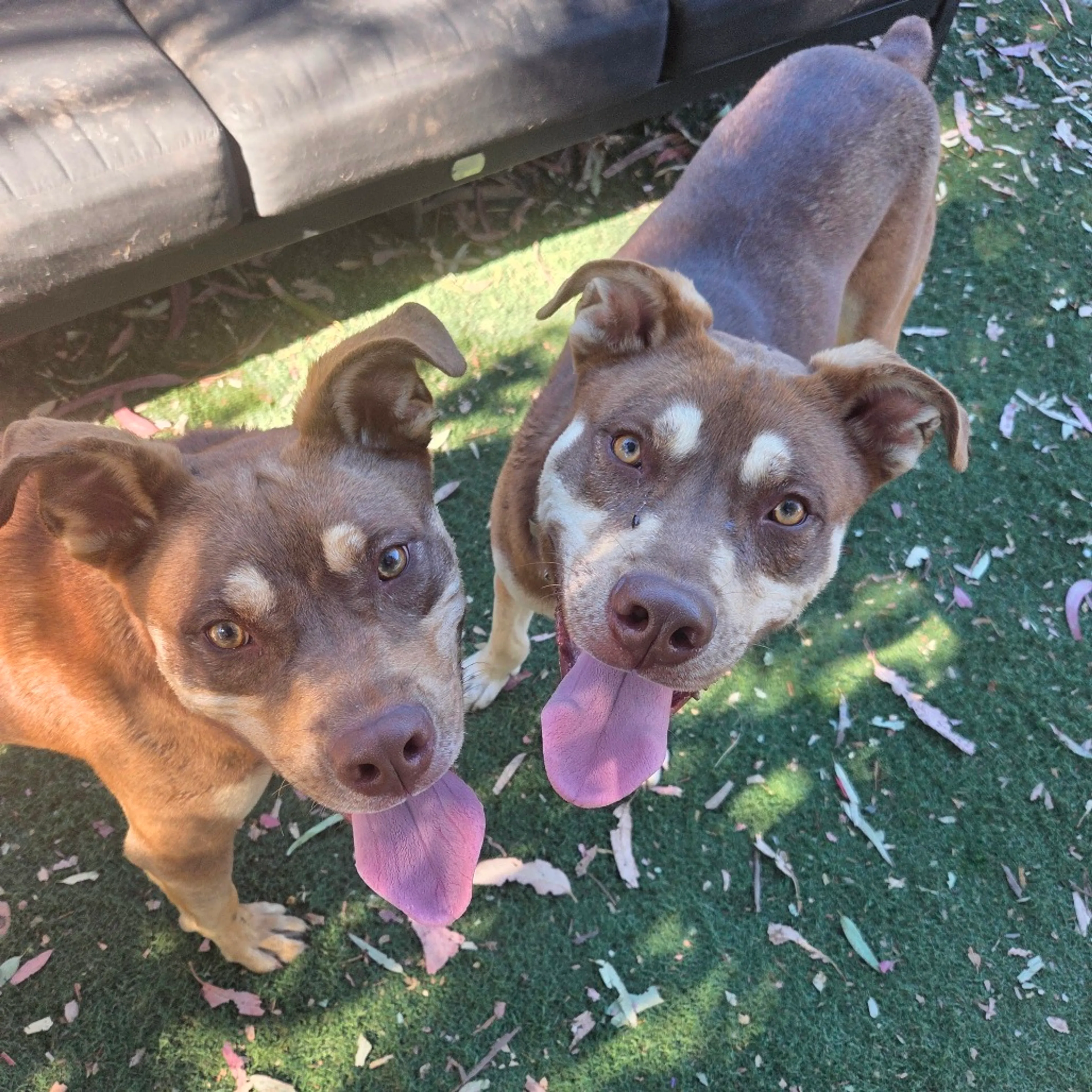 cdn image