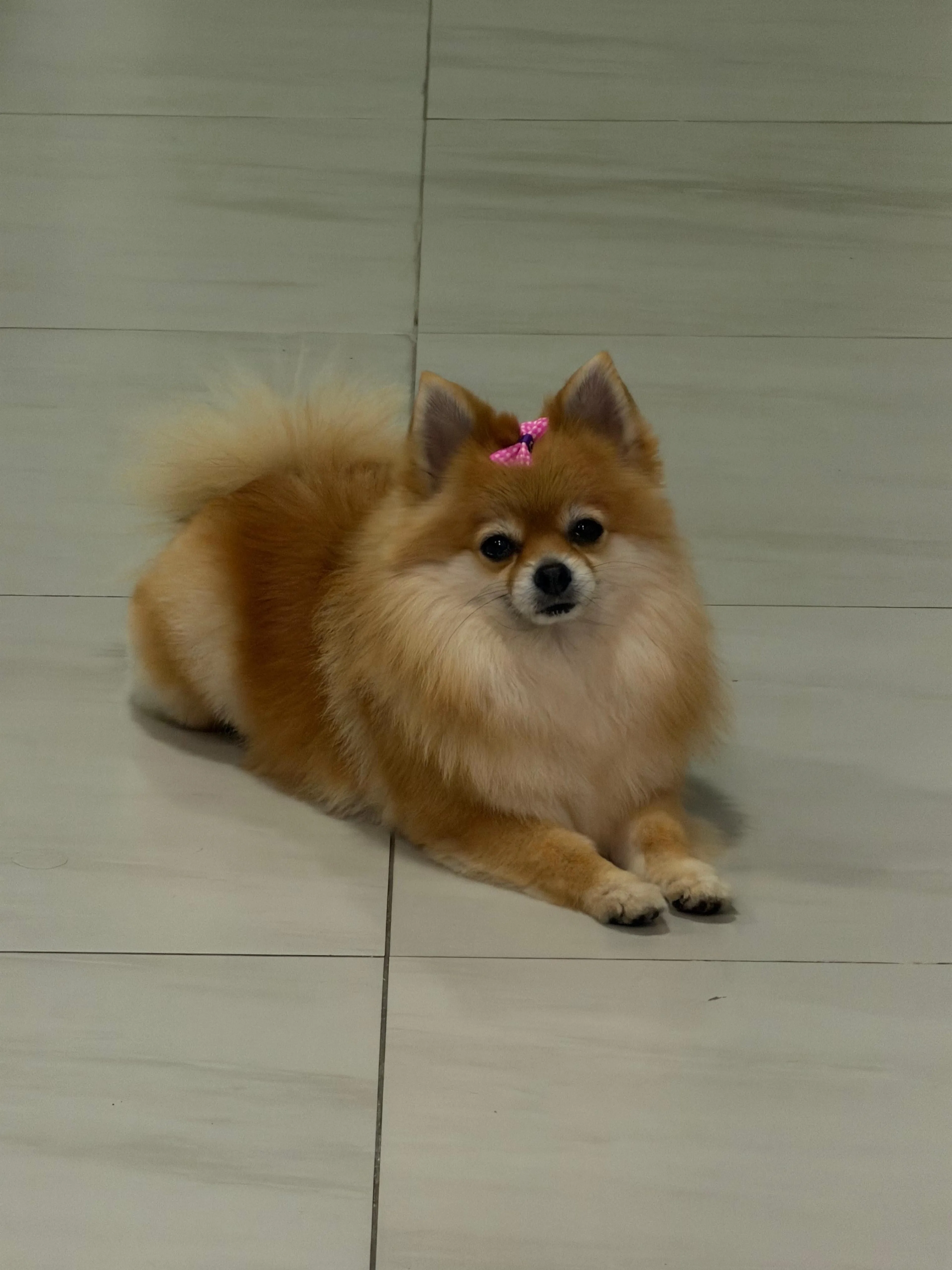 cdn image