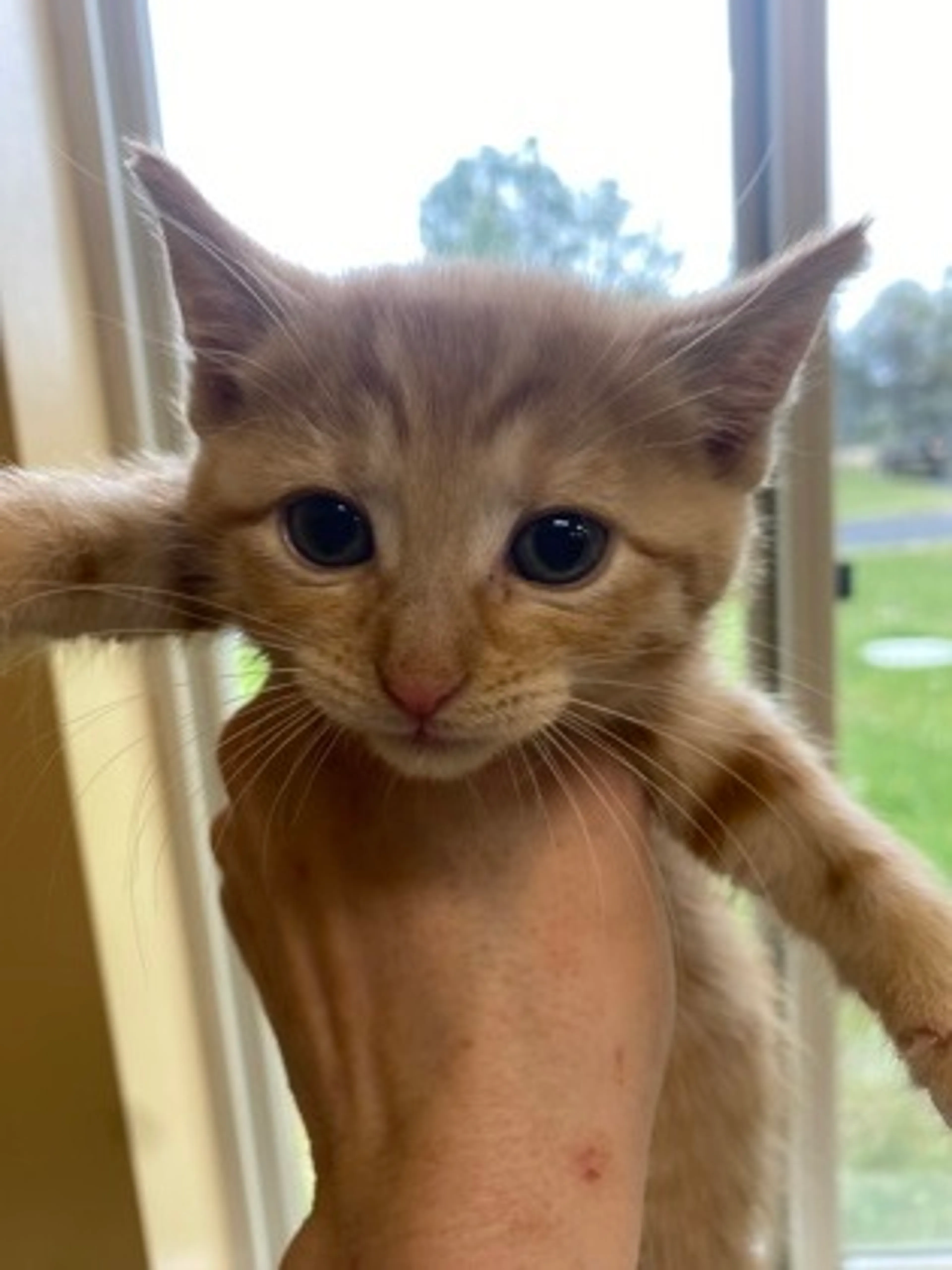 cdn image