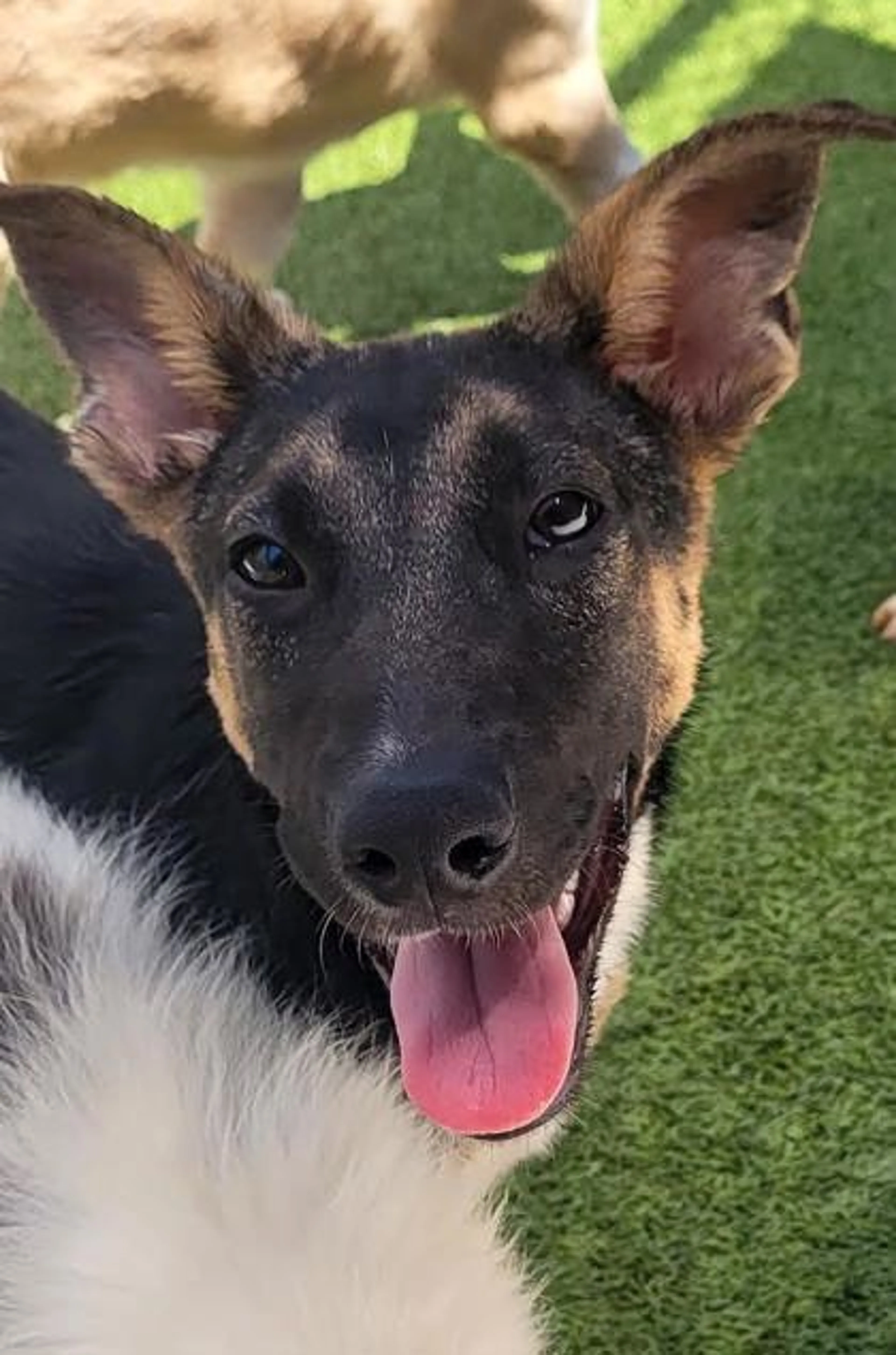cdn image