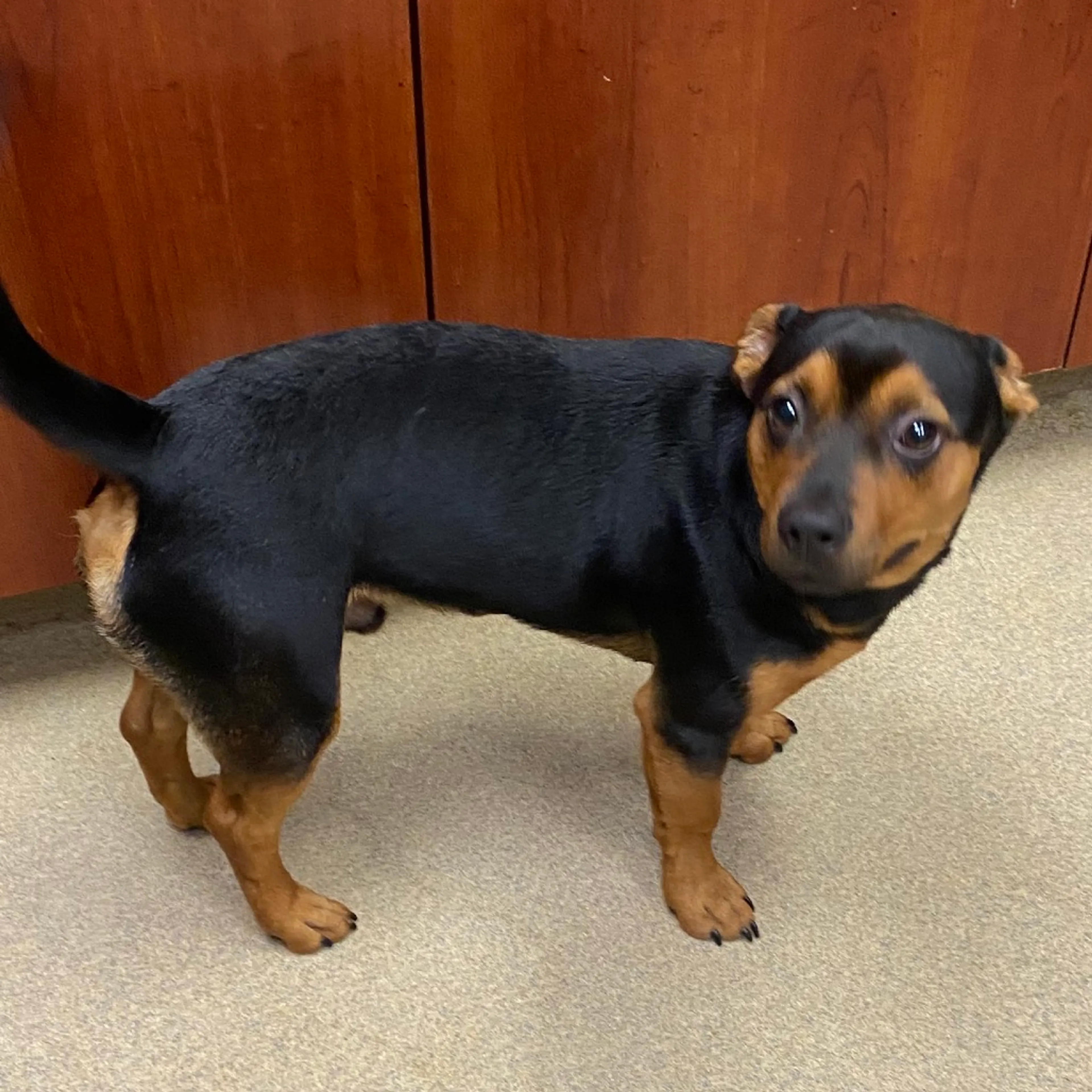 cdn image