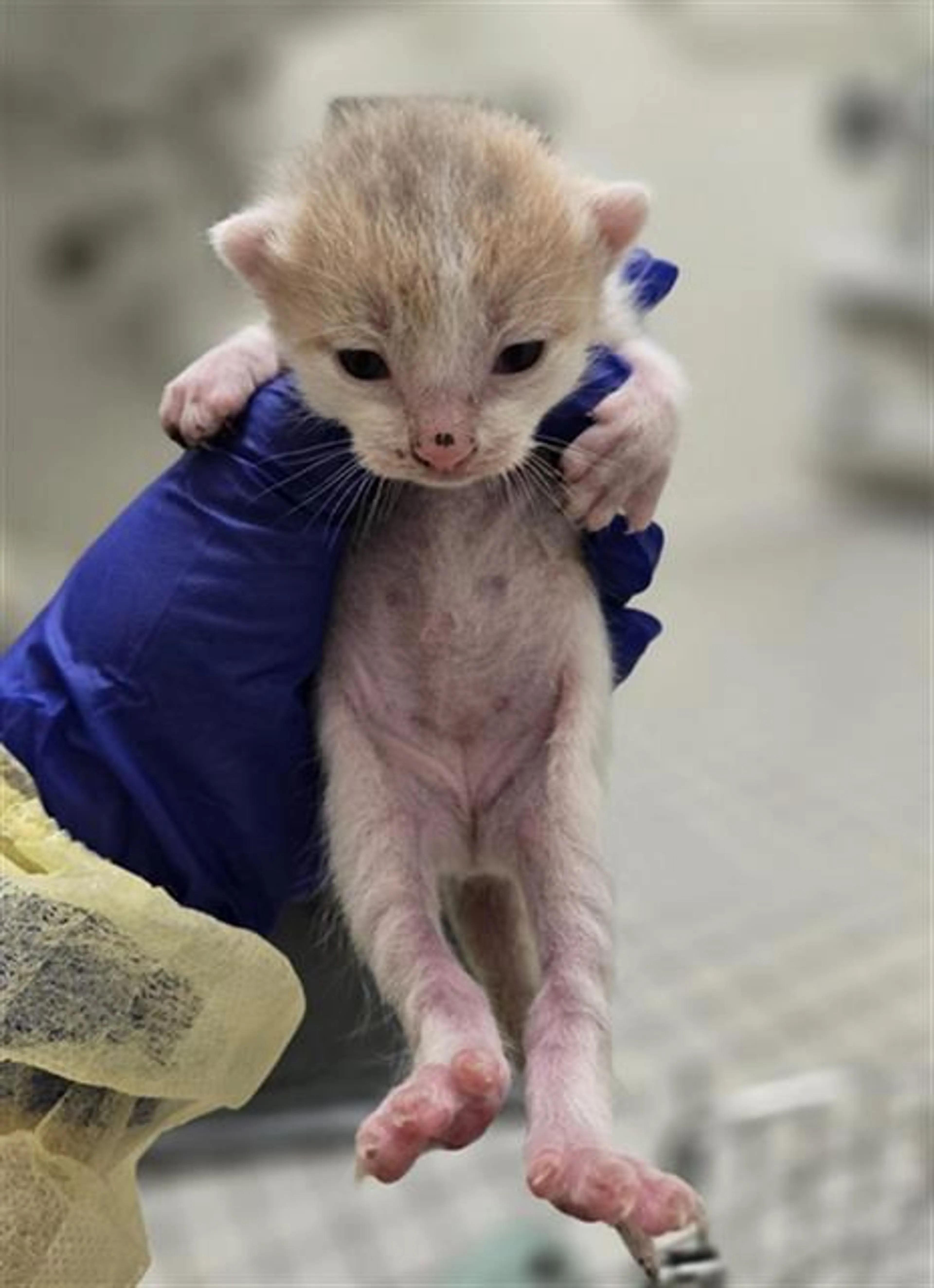 cdn image