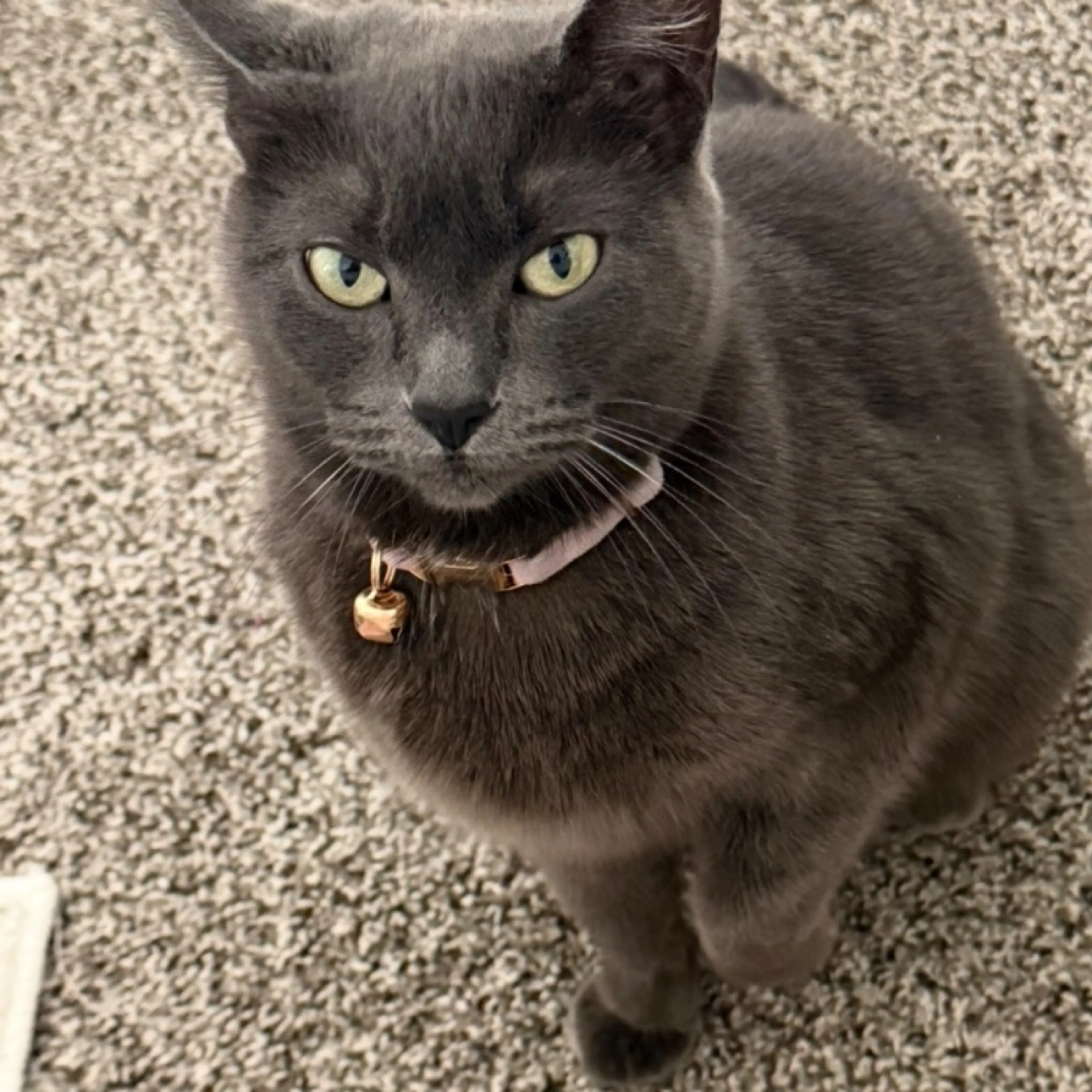 cdn image