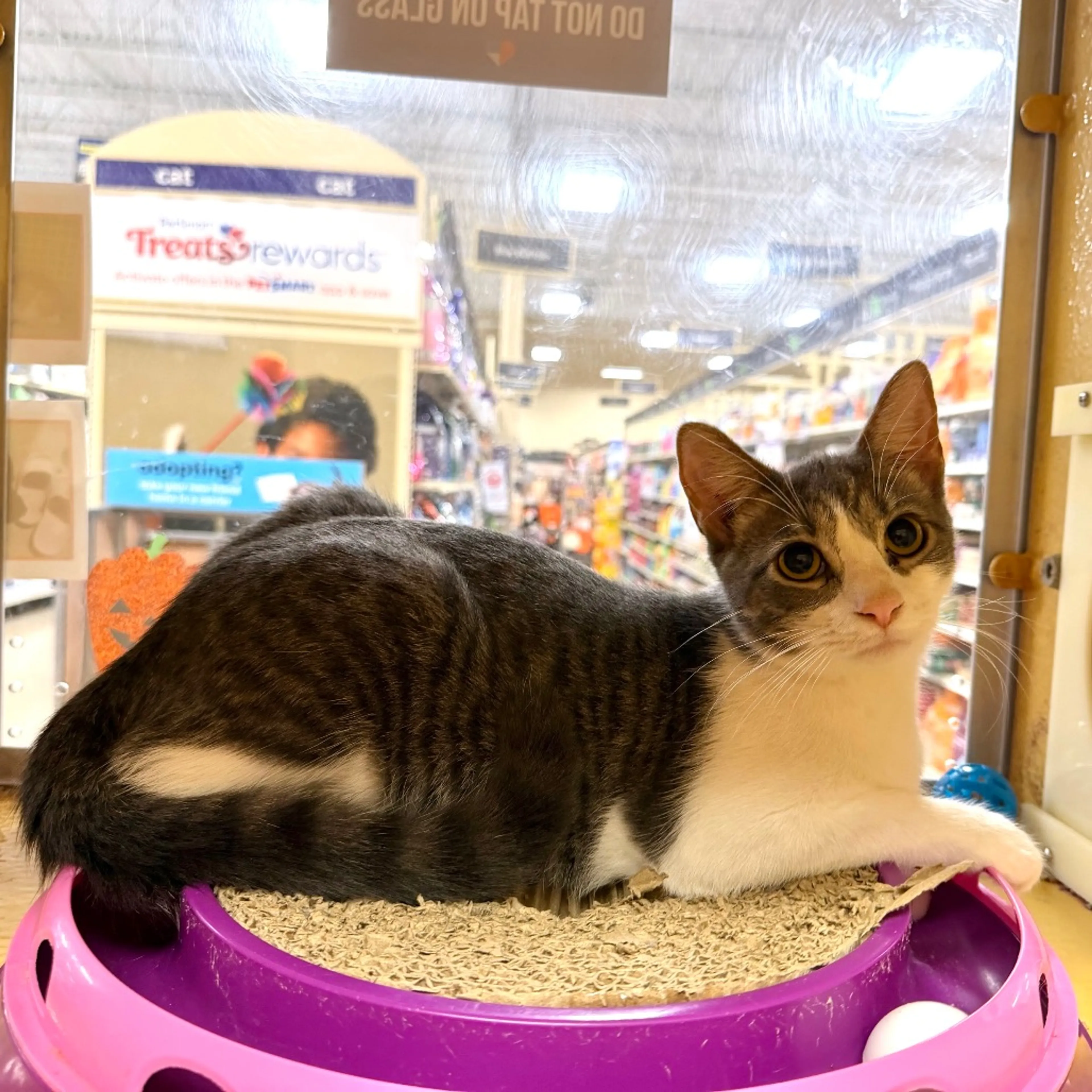 cdn image