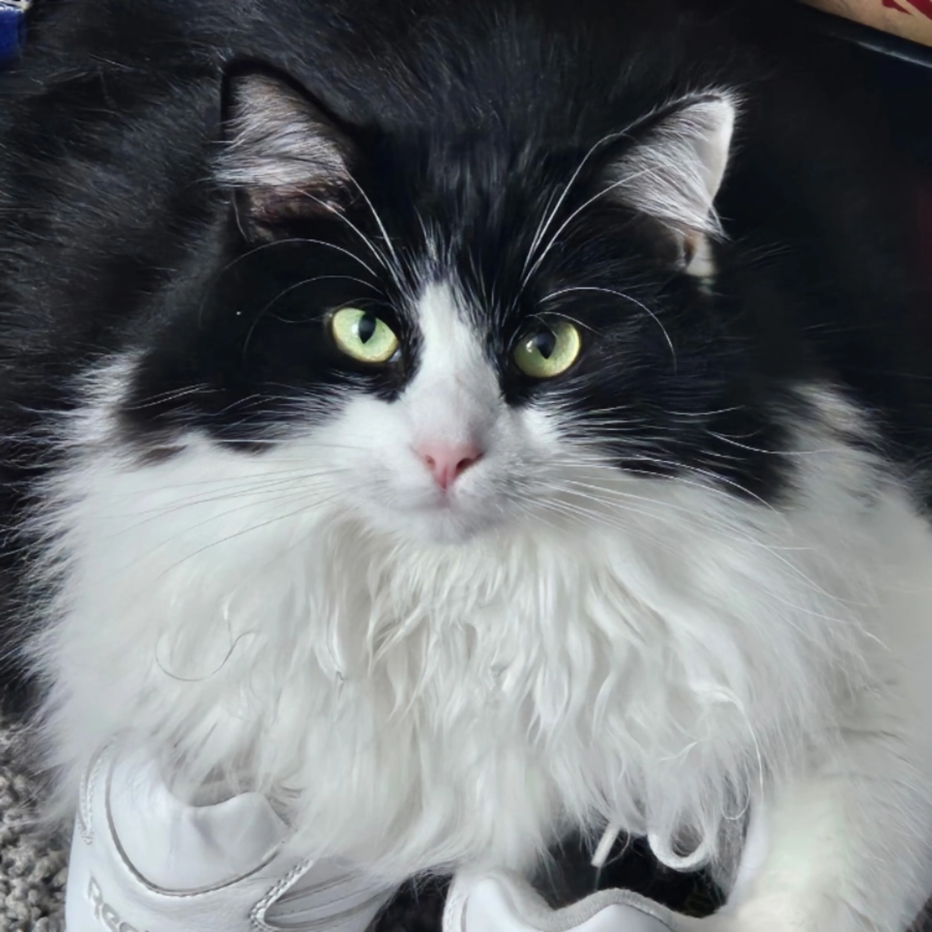 cdn image