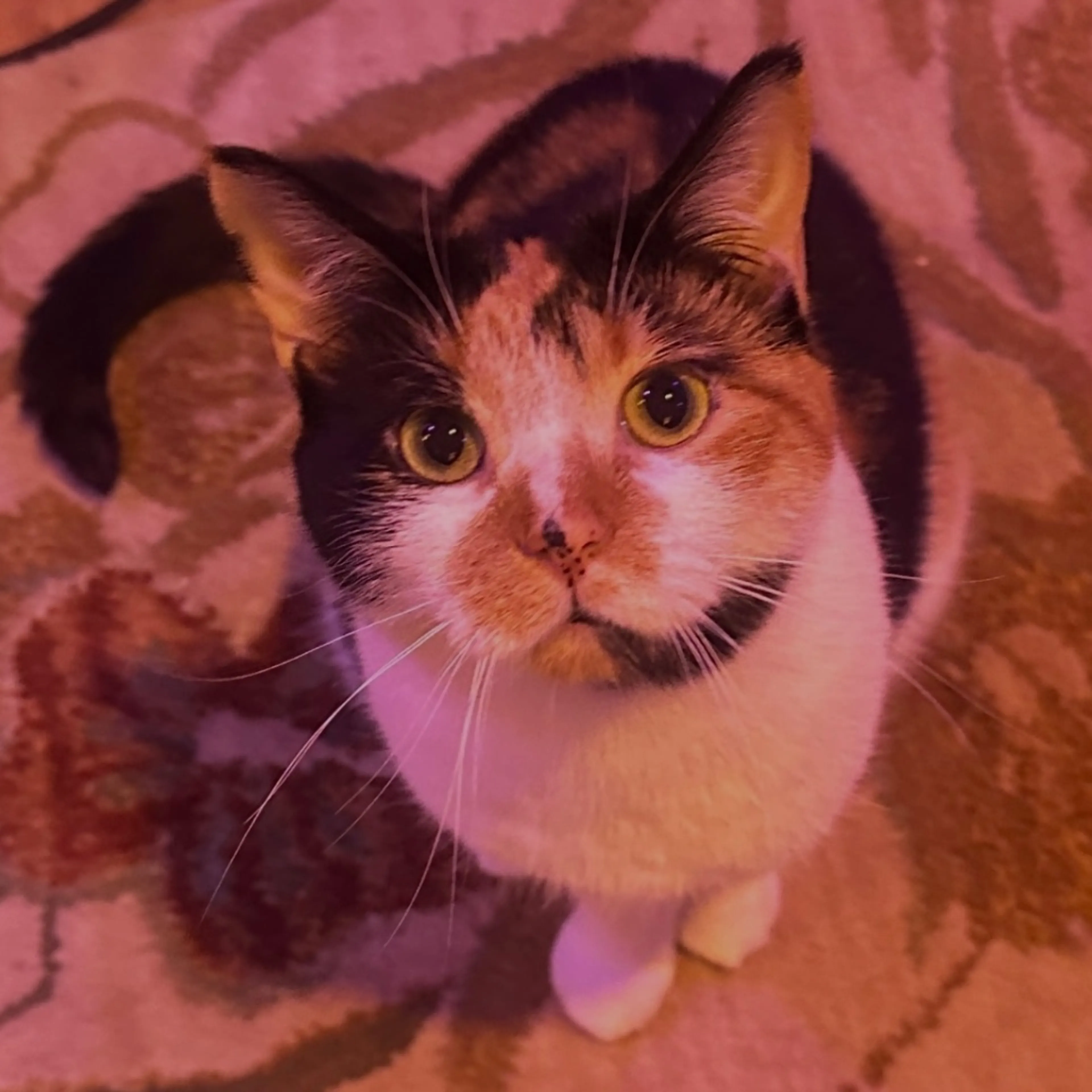 Pet Image