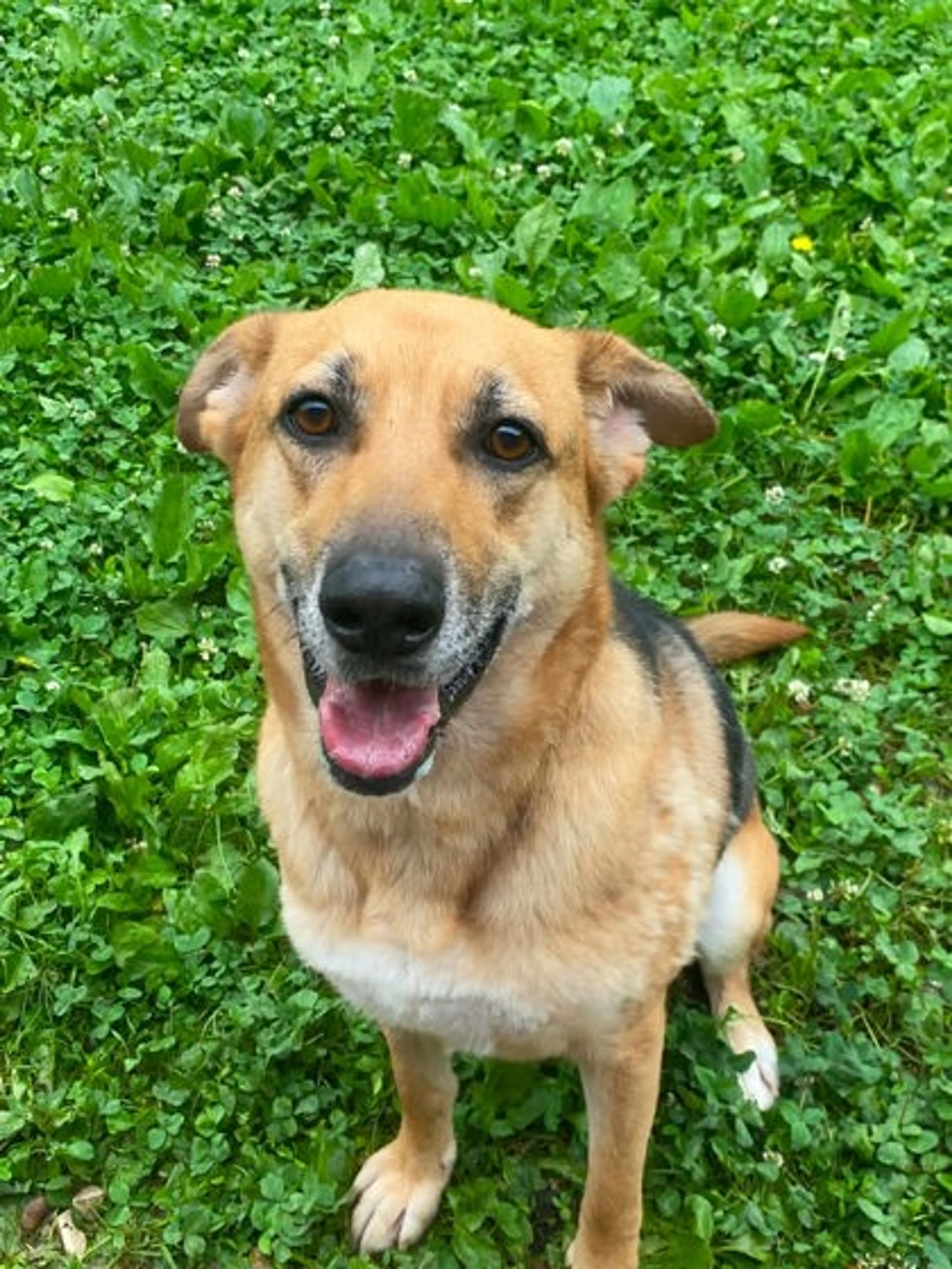 cdn image