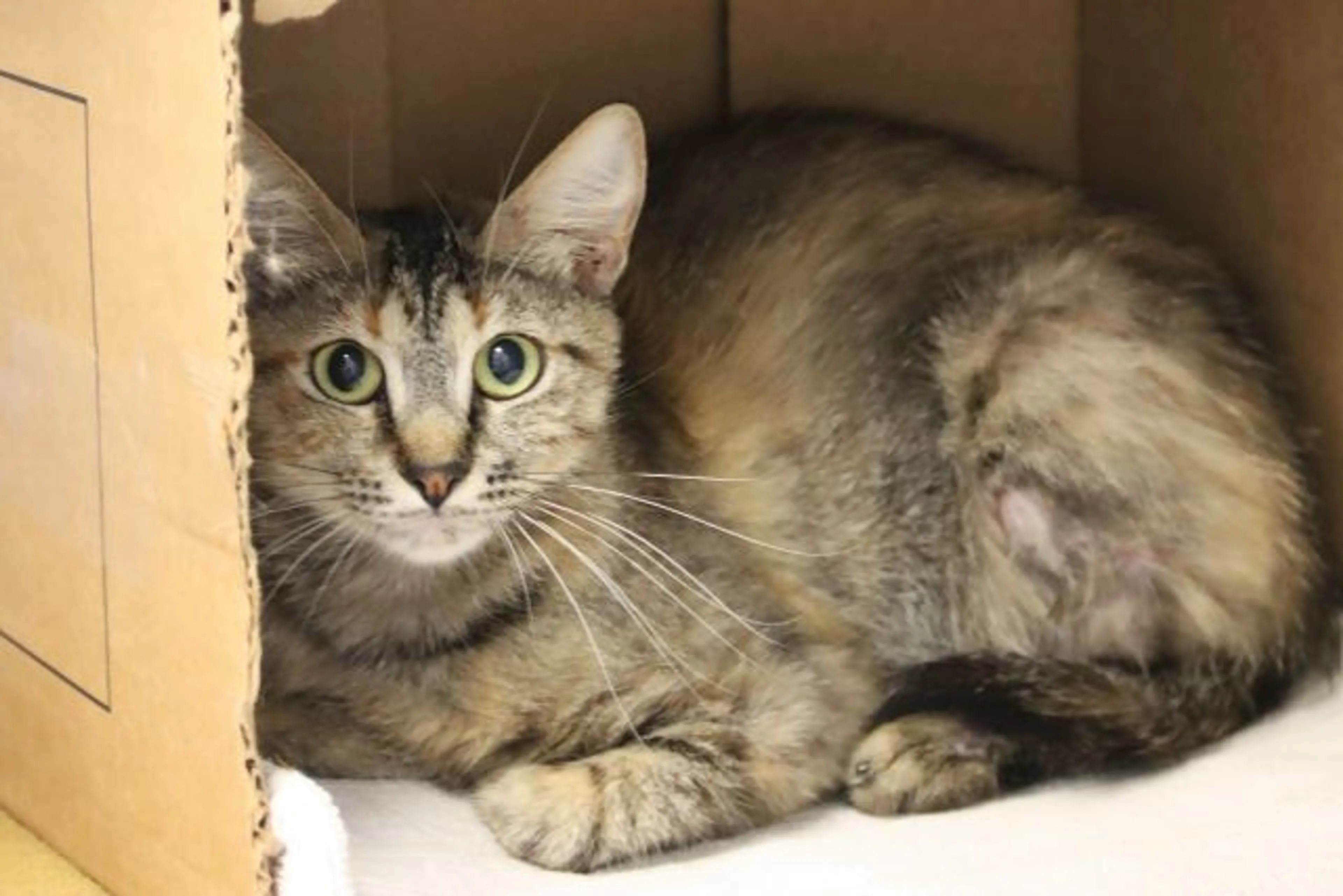 cdn image