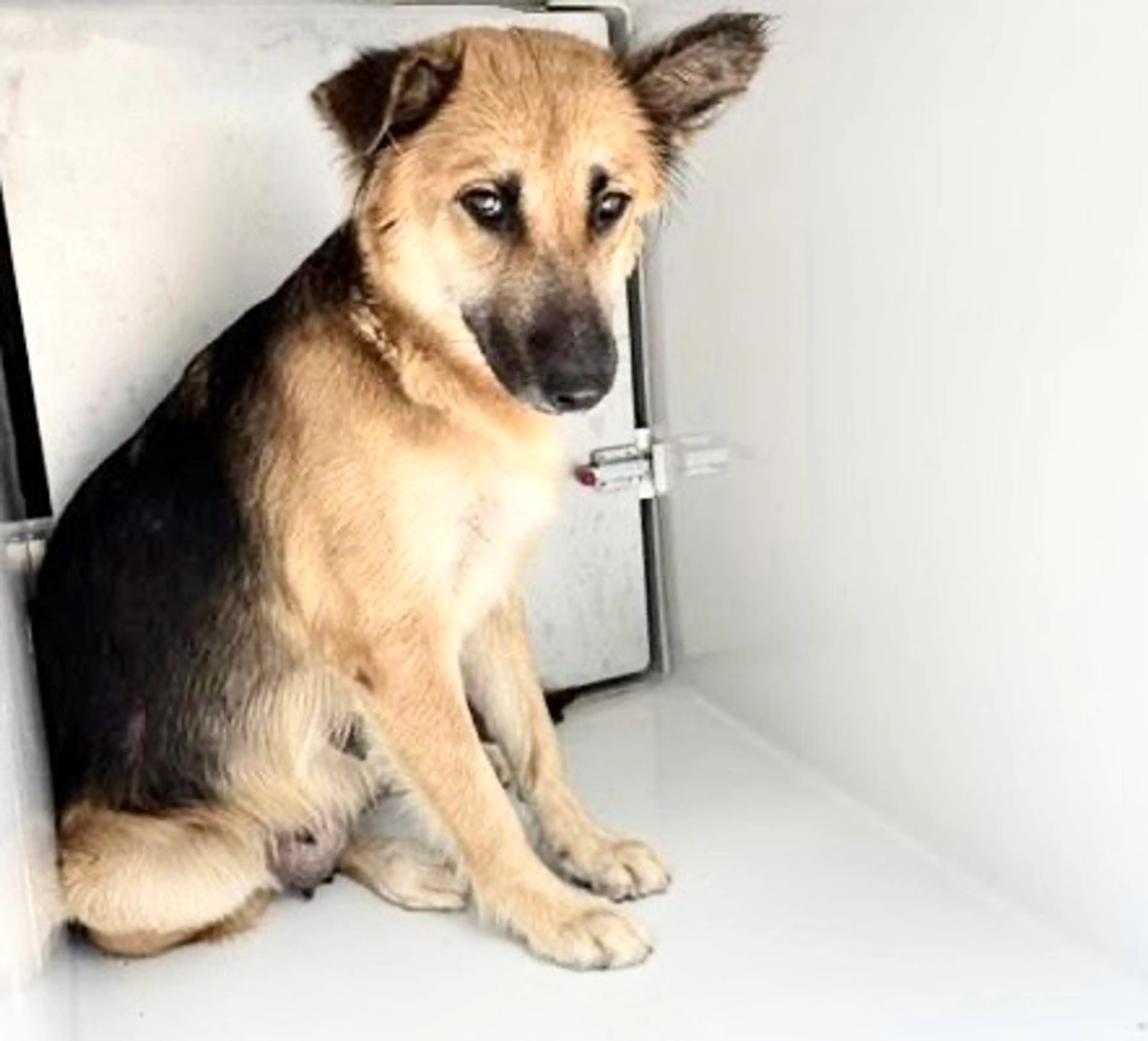cdn image