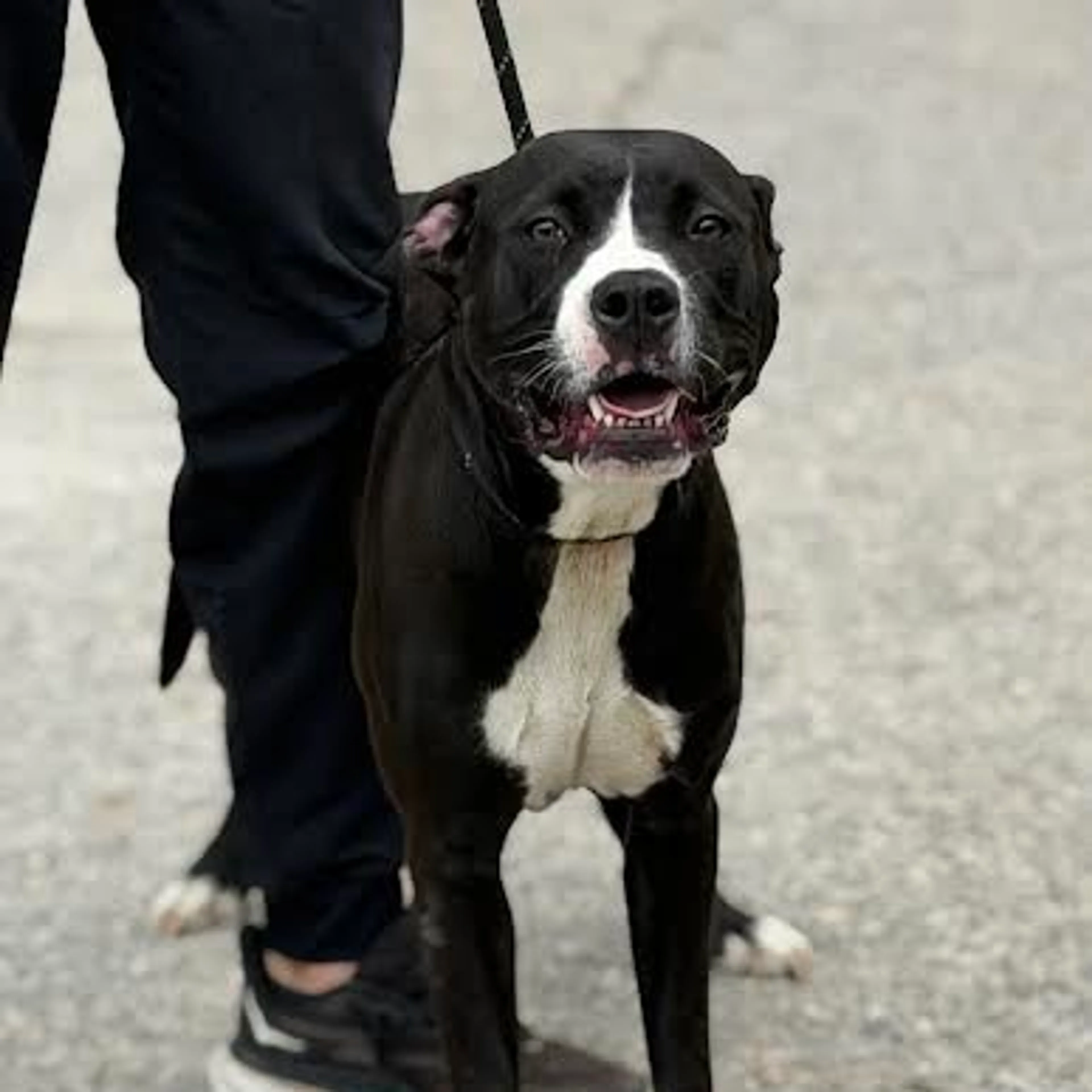 cdn image