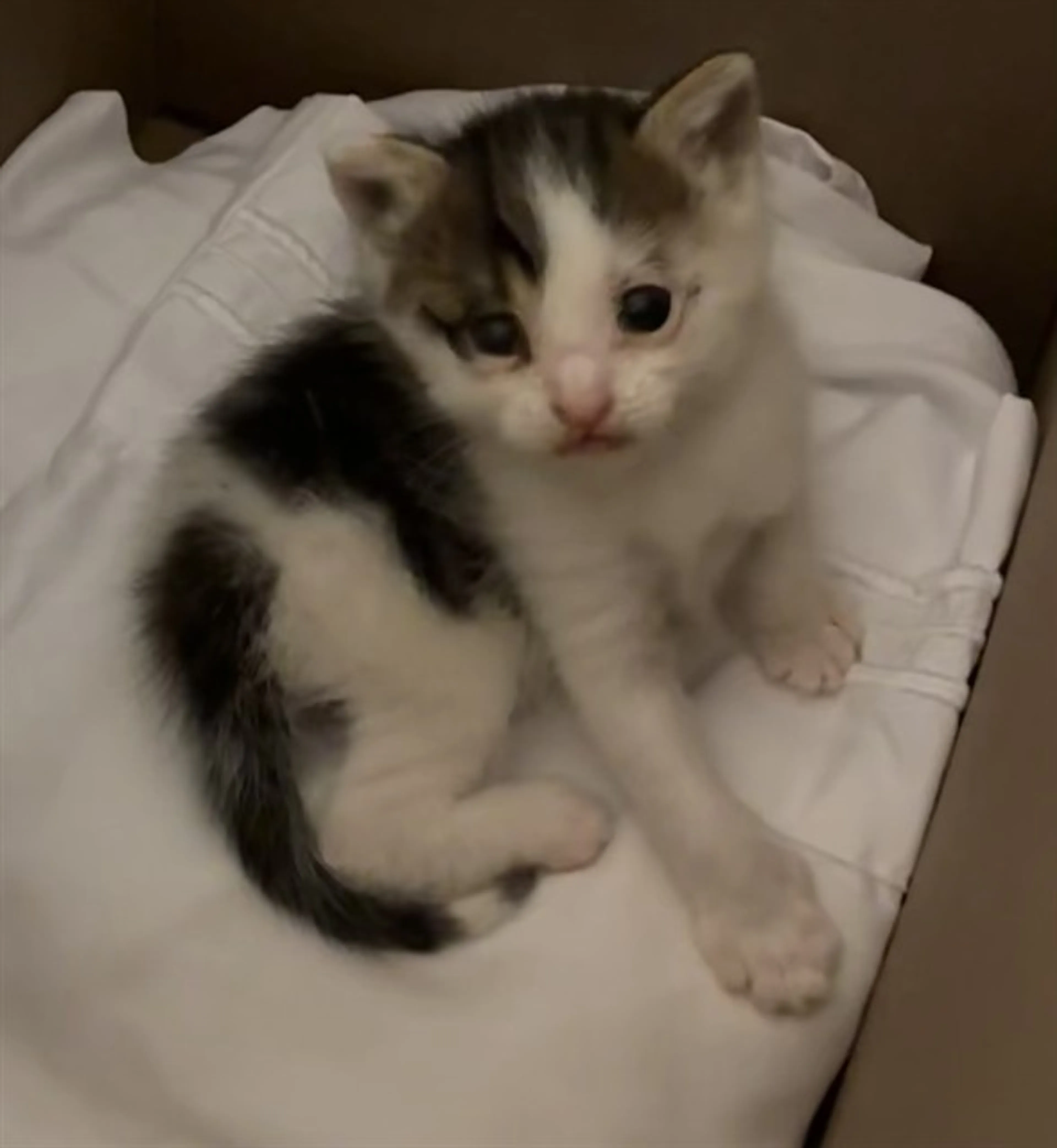 cdn image