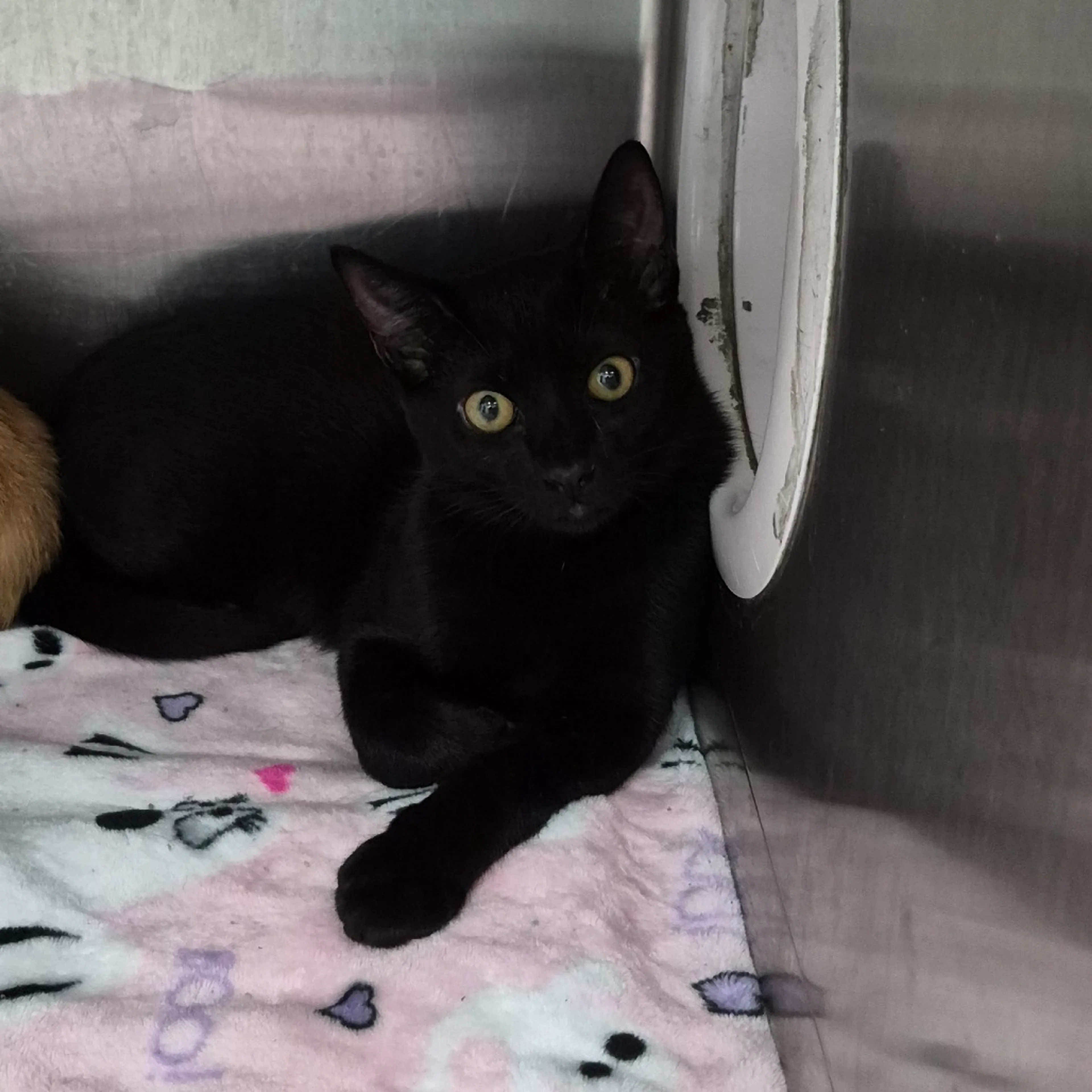 cdn image