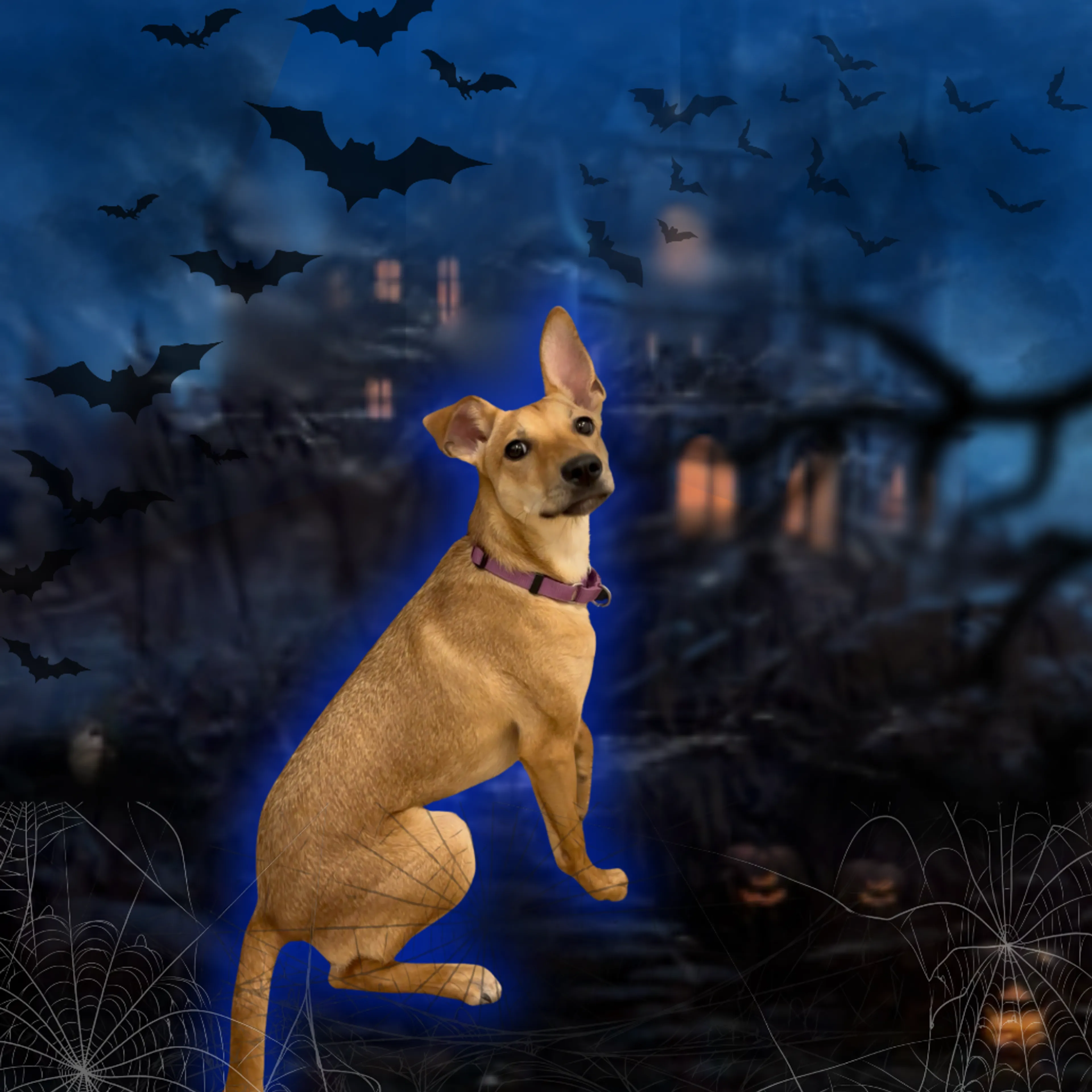 cdn image