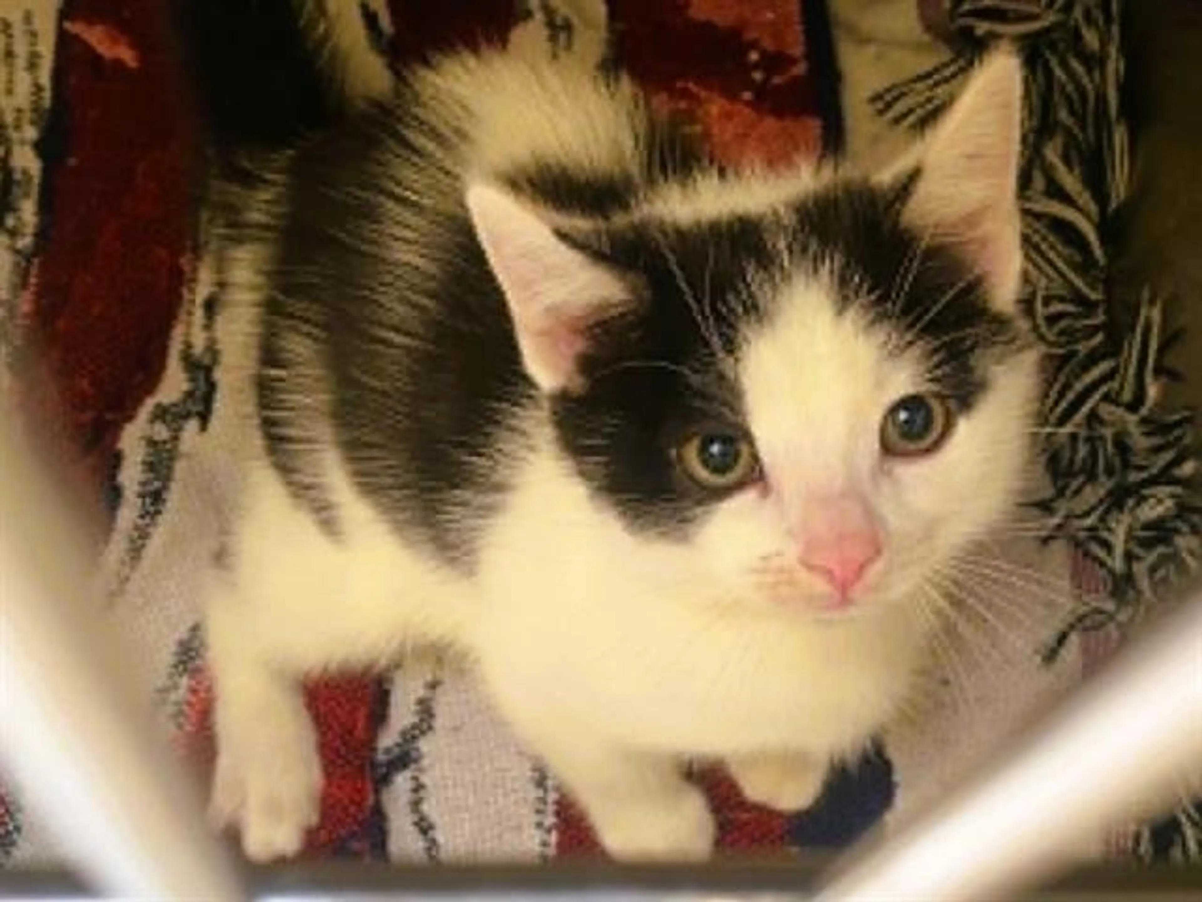 cdn image