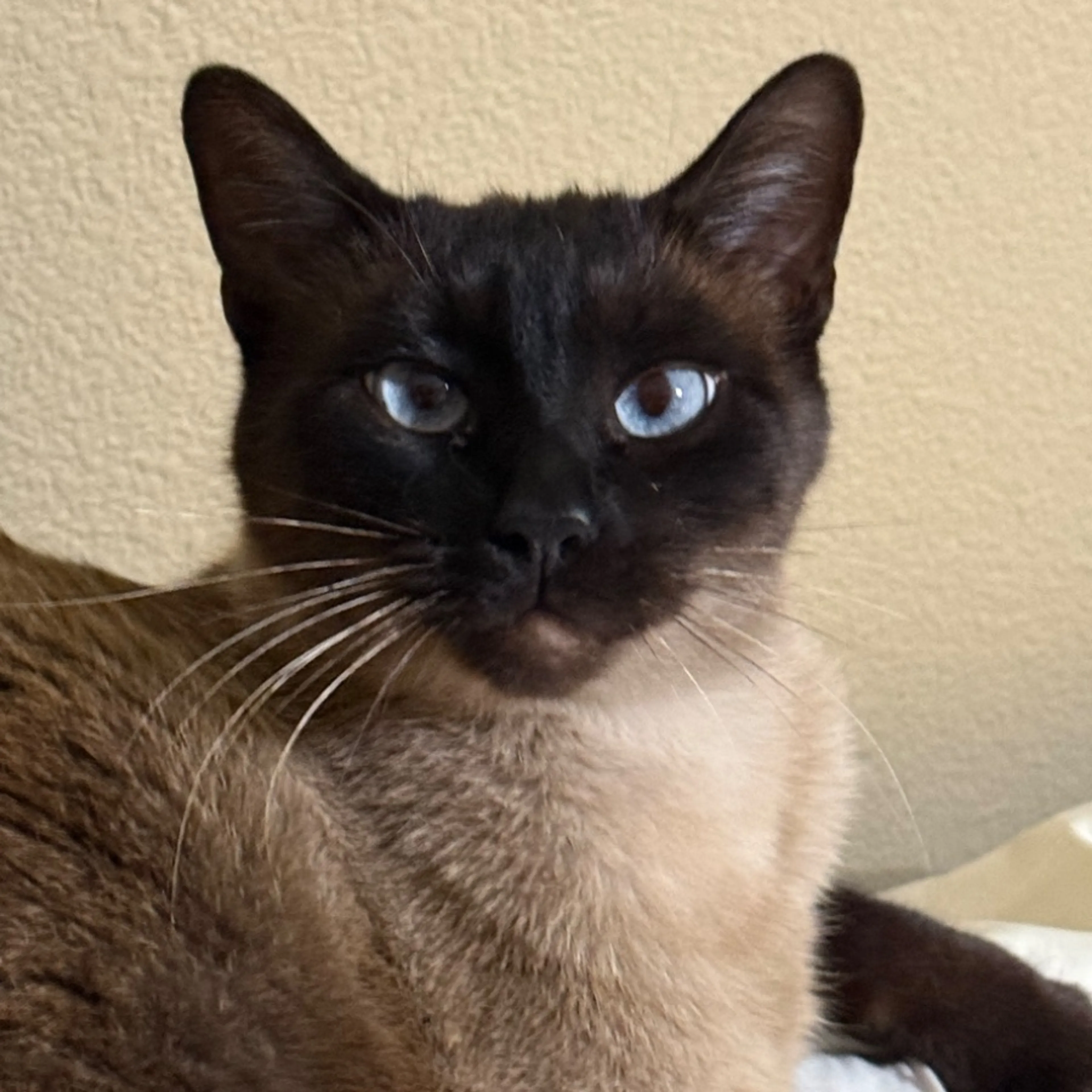 cdn image