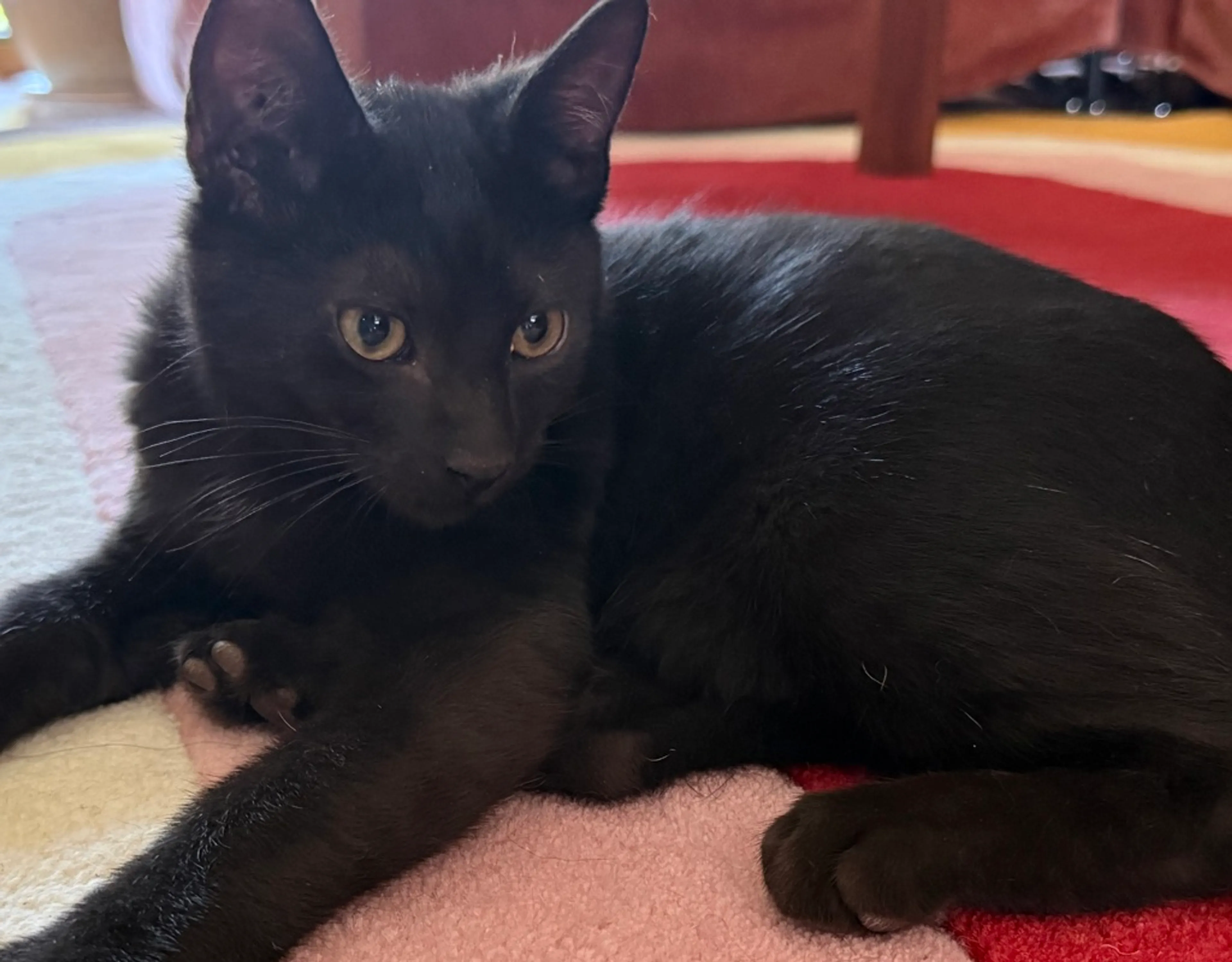 cdn image