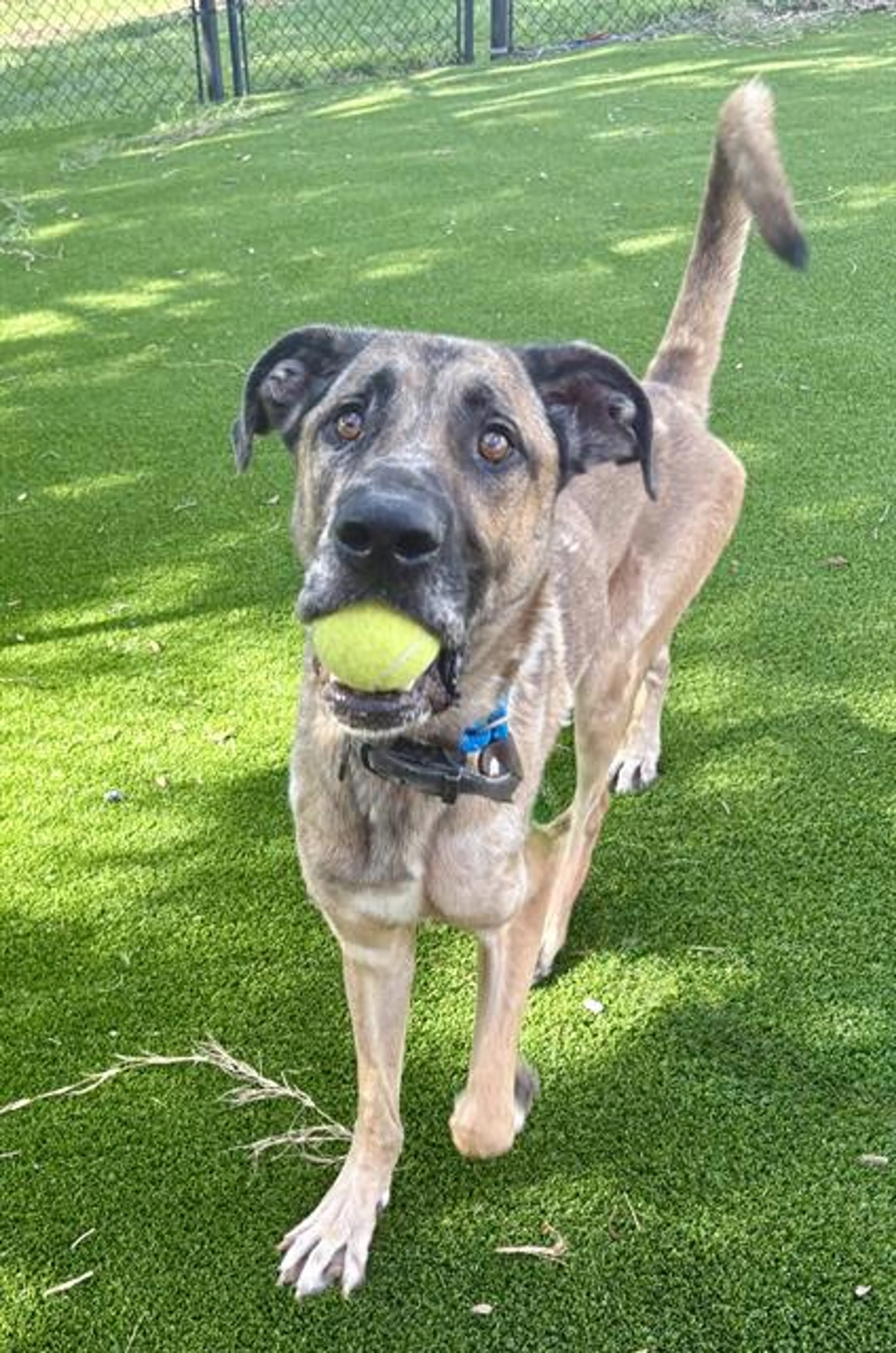 cdn image