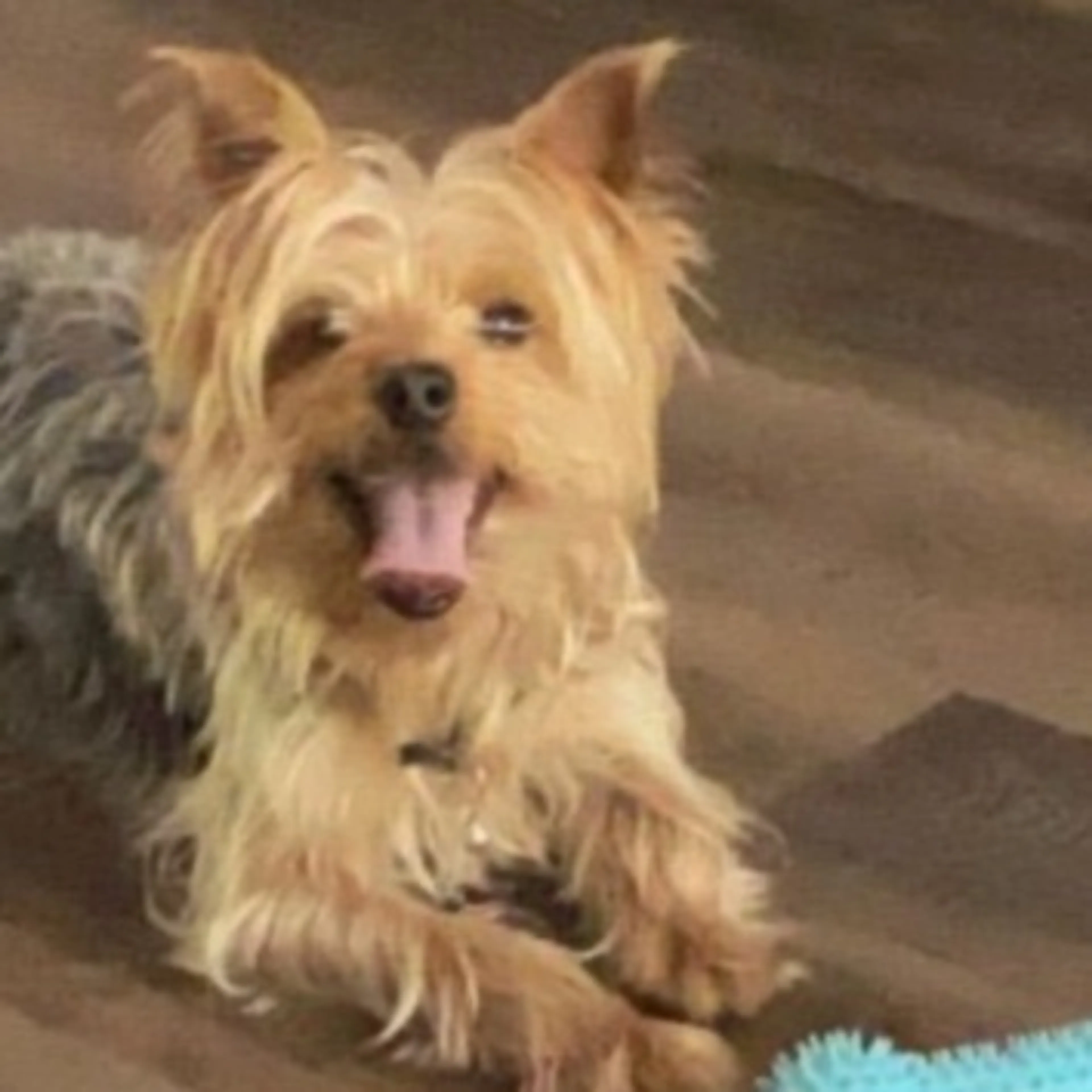 cdn image