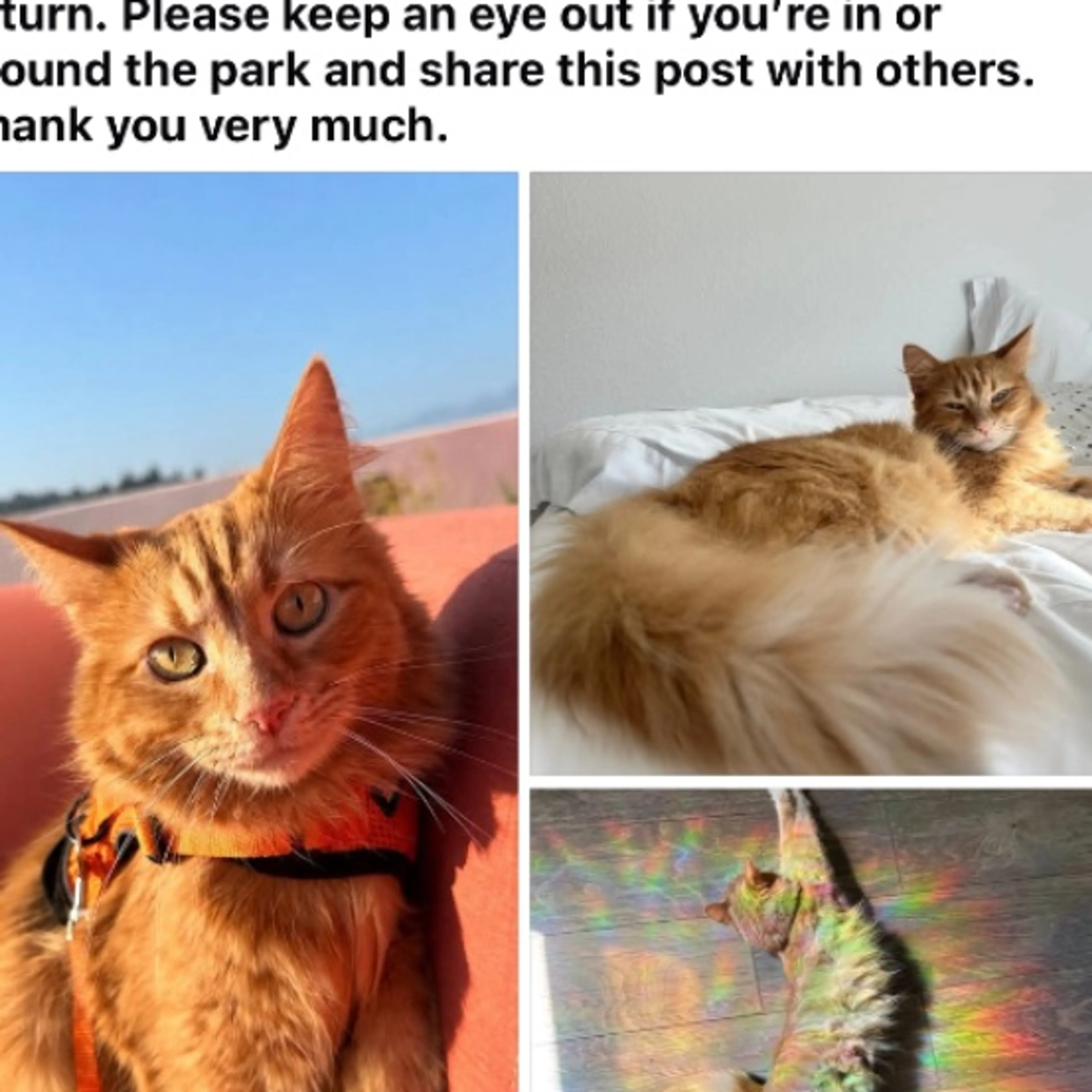 cdn image