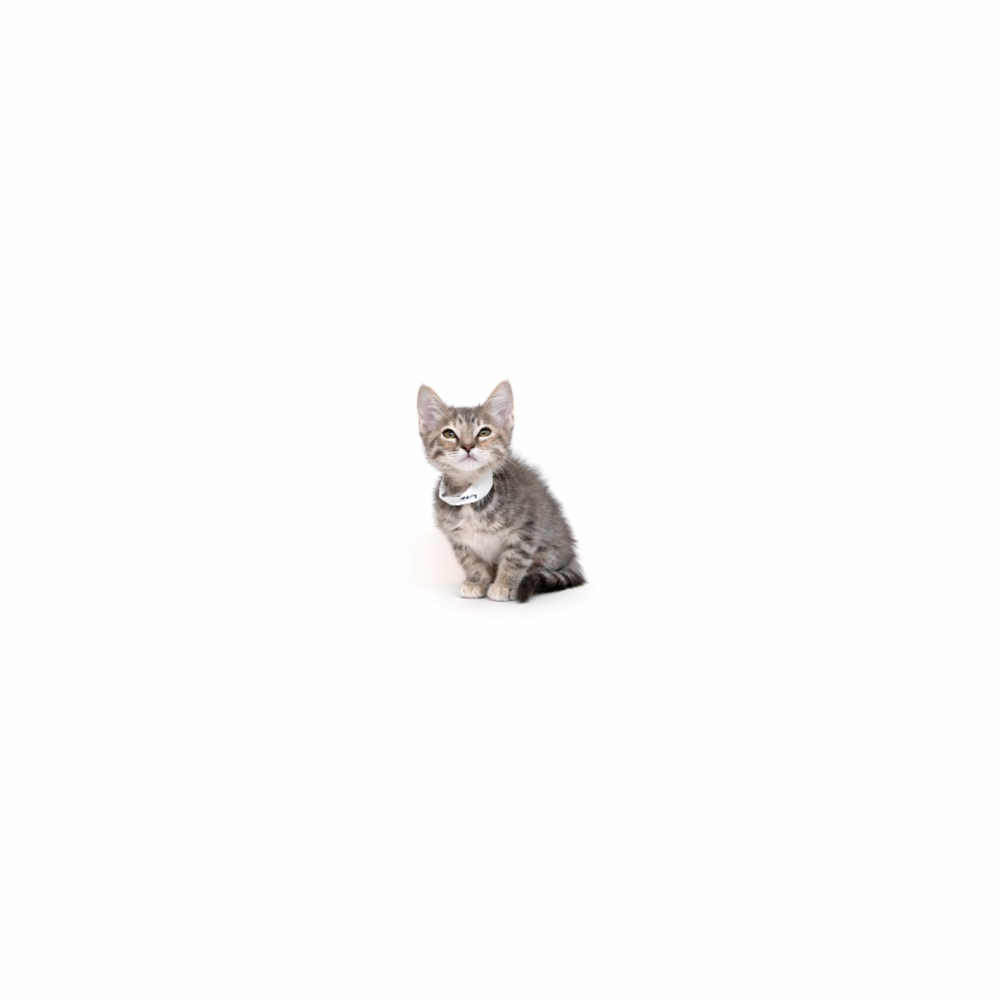 cdn image