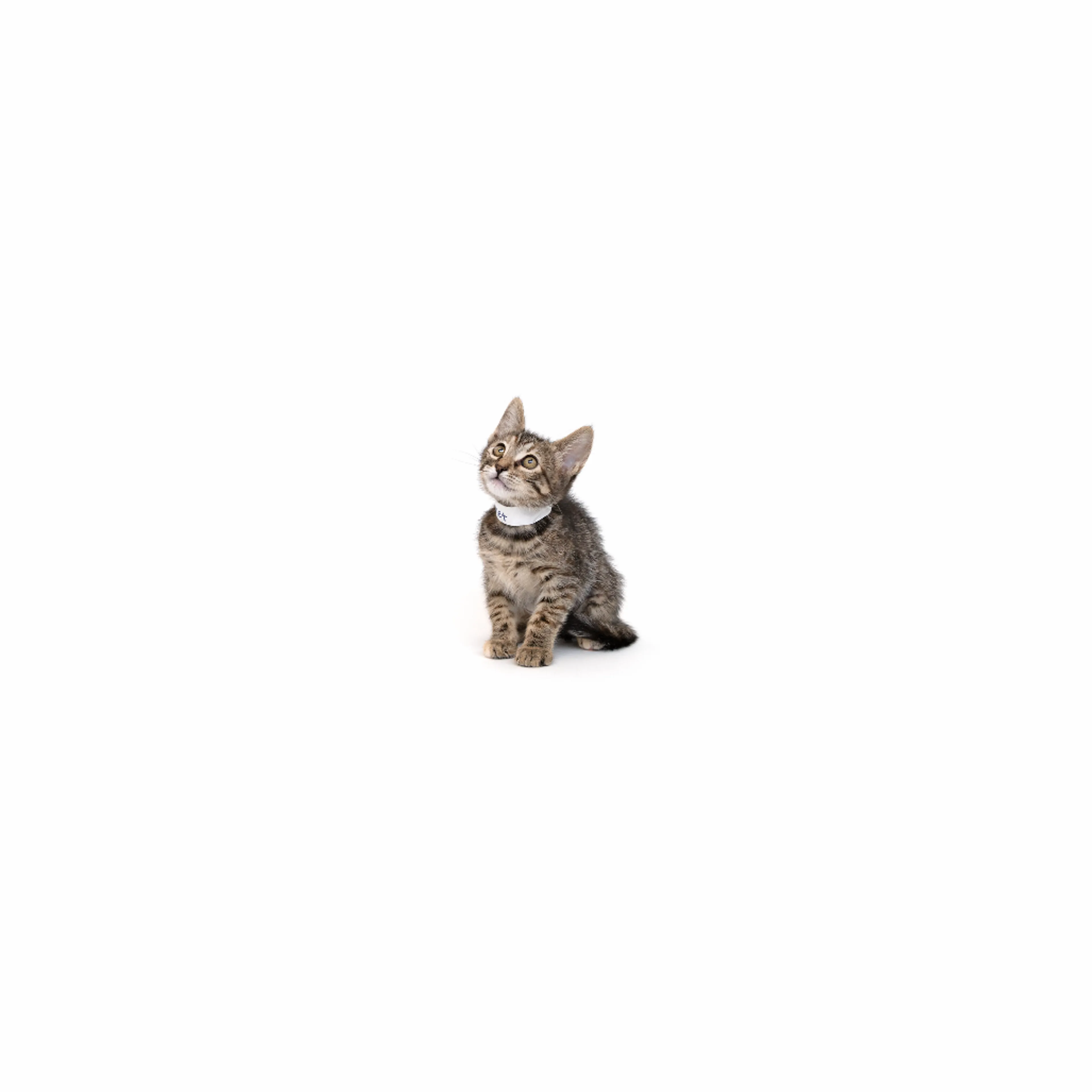cdn image