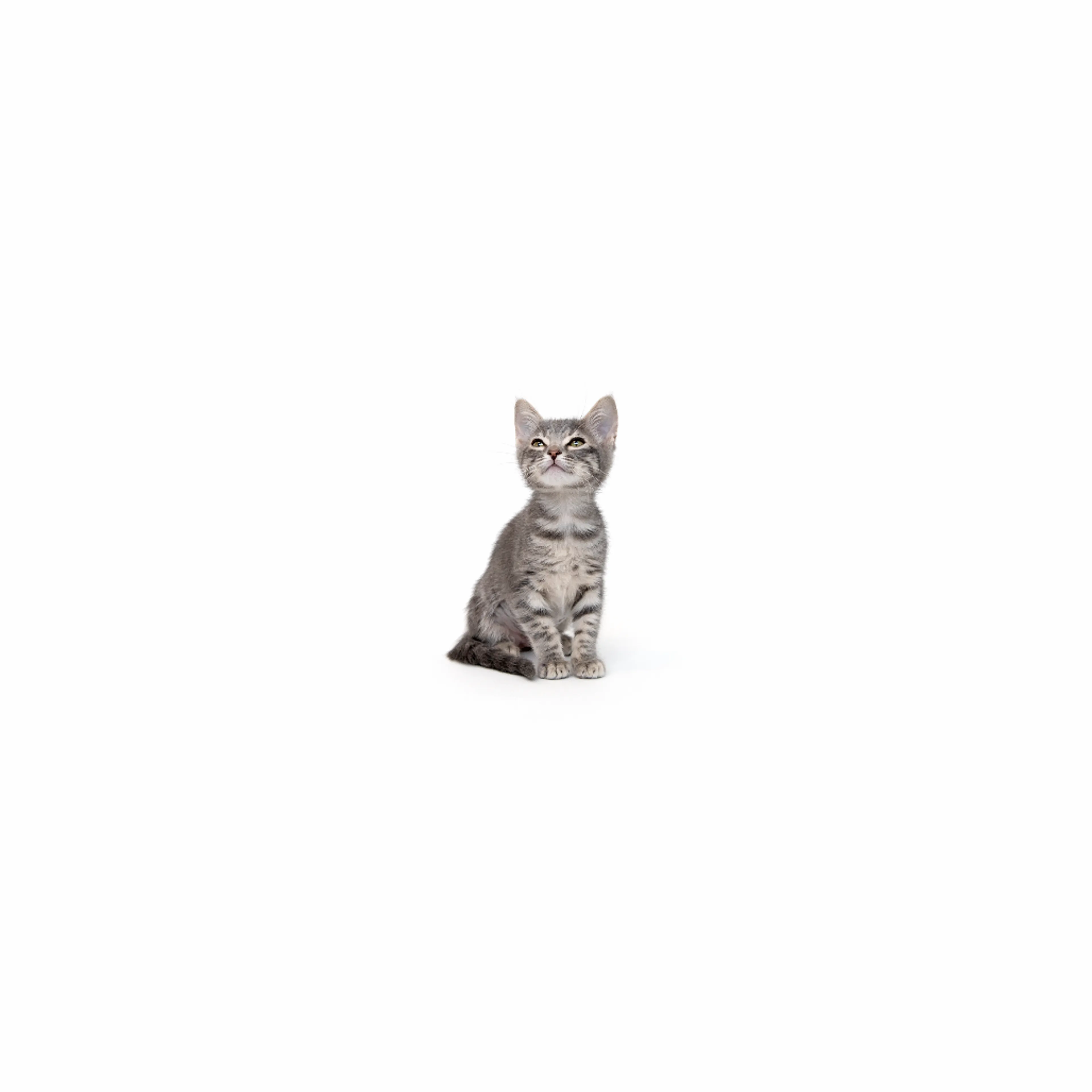 cdn image