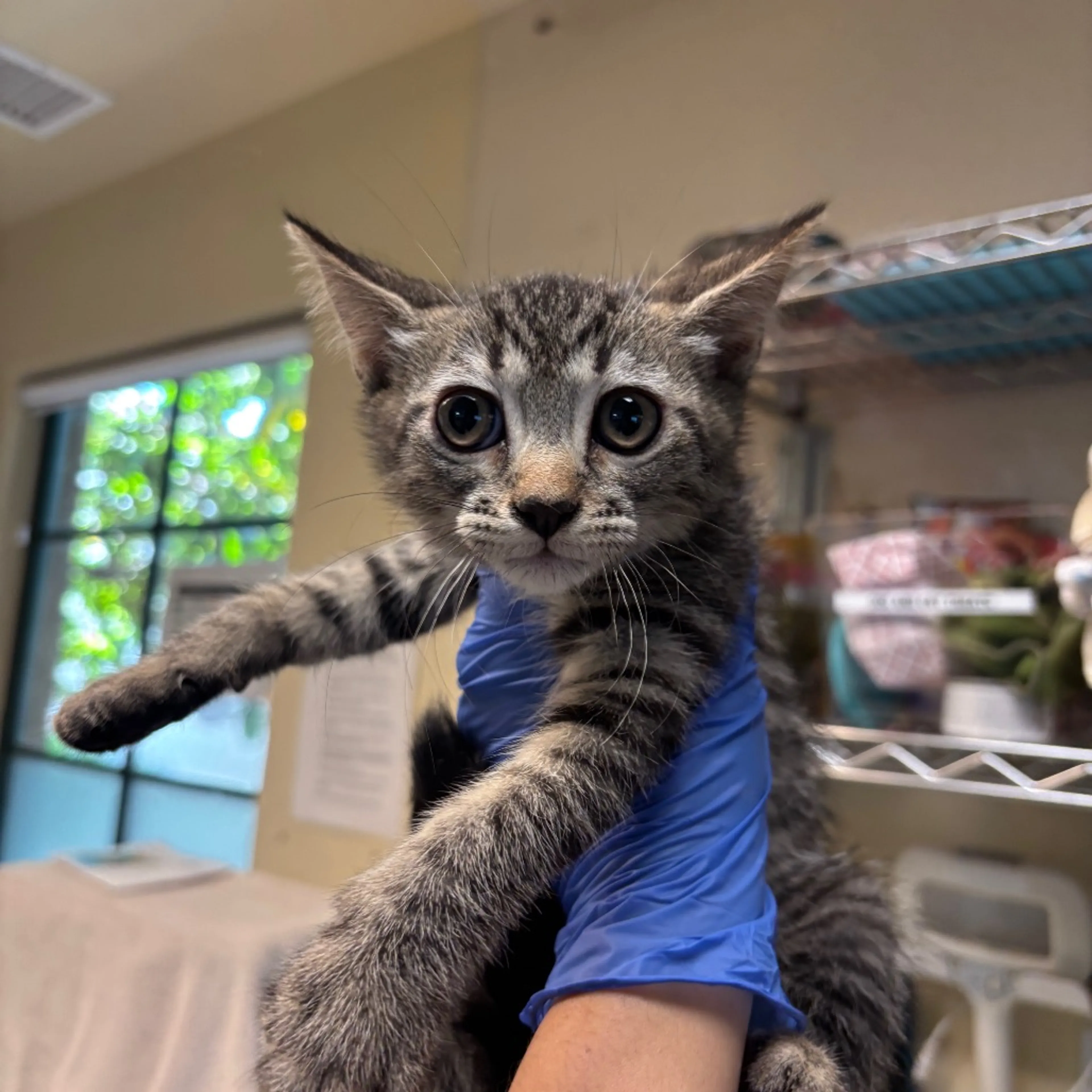 cdn image