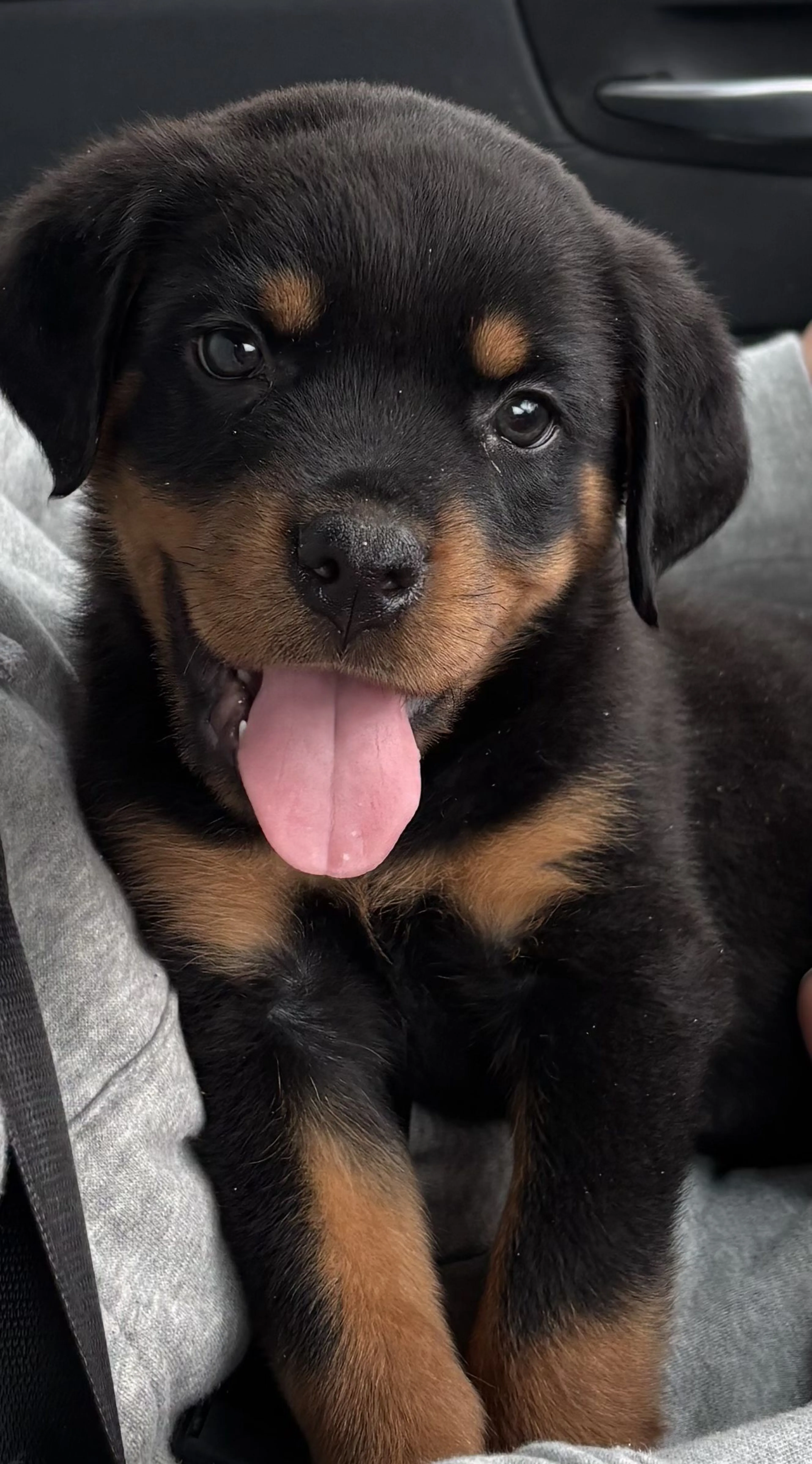 cdn image