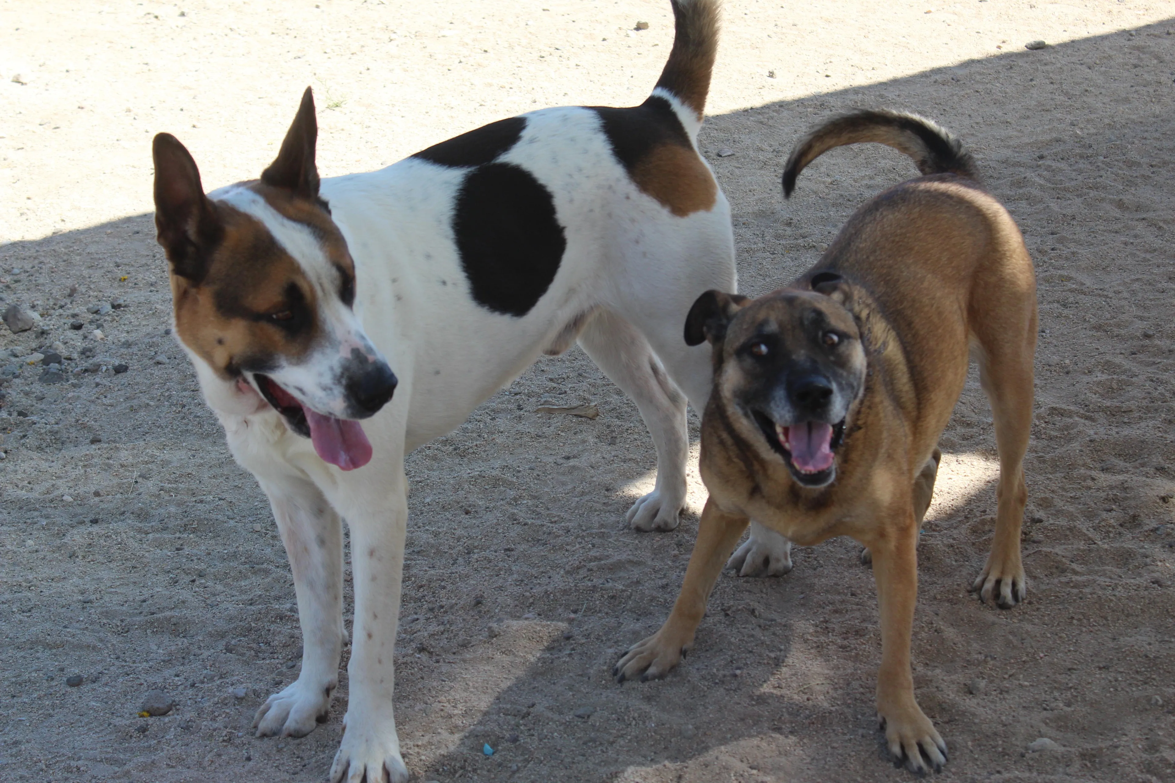 -4