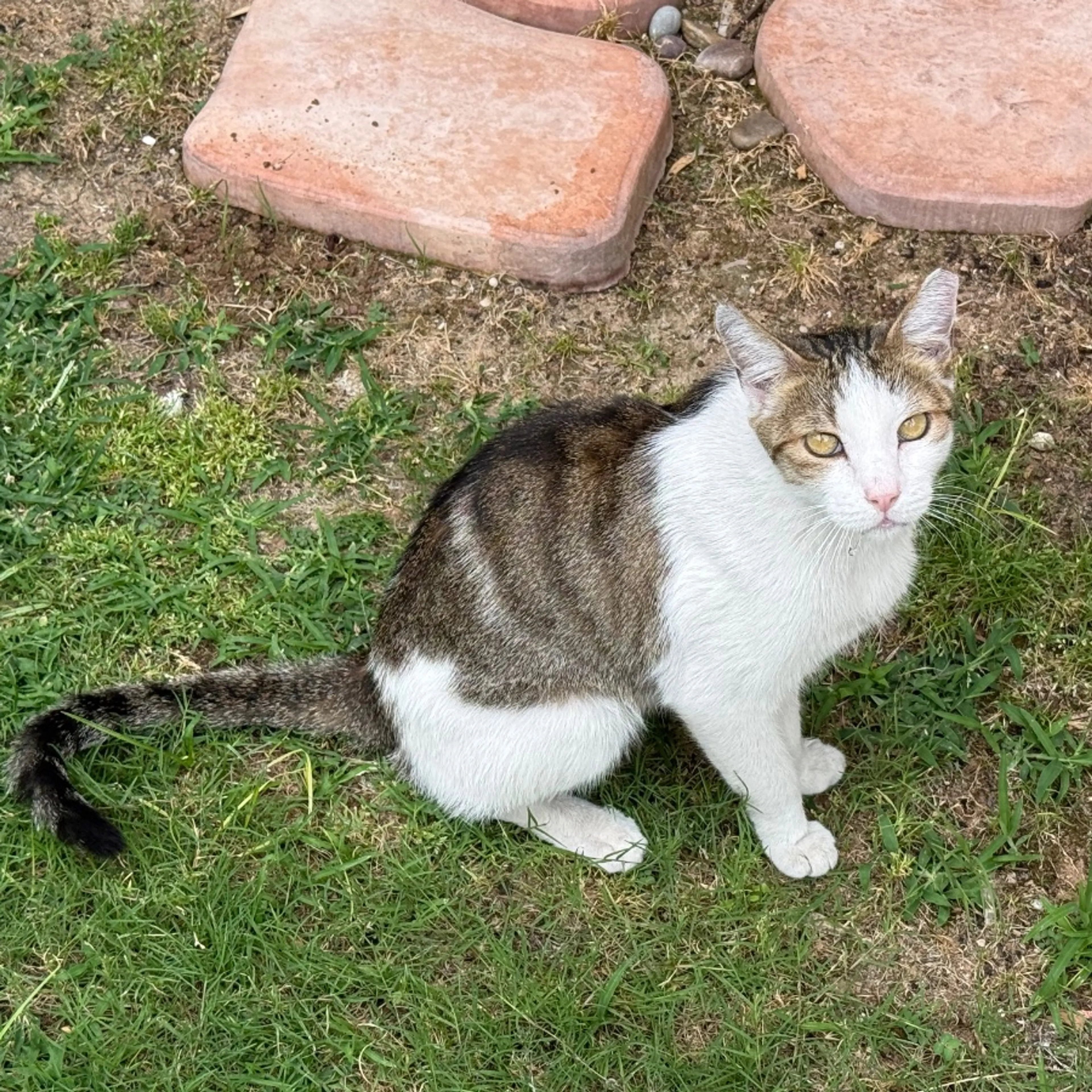 cdn image