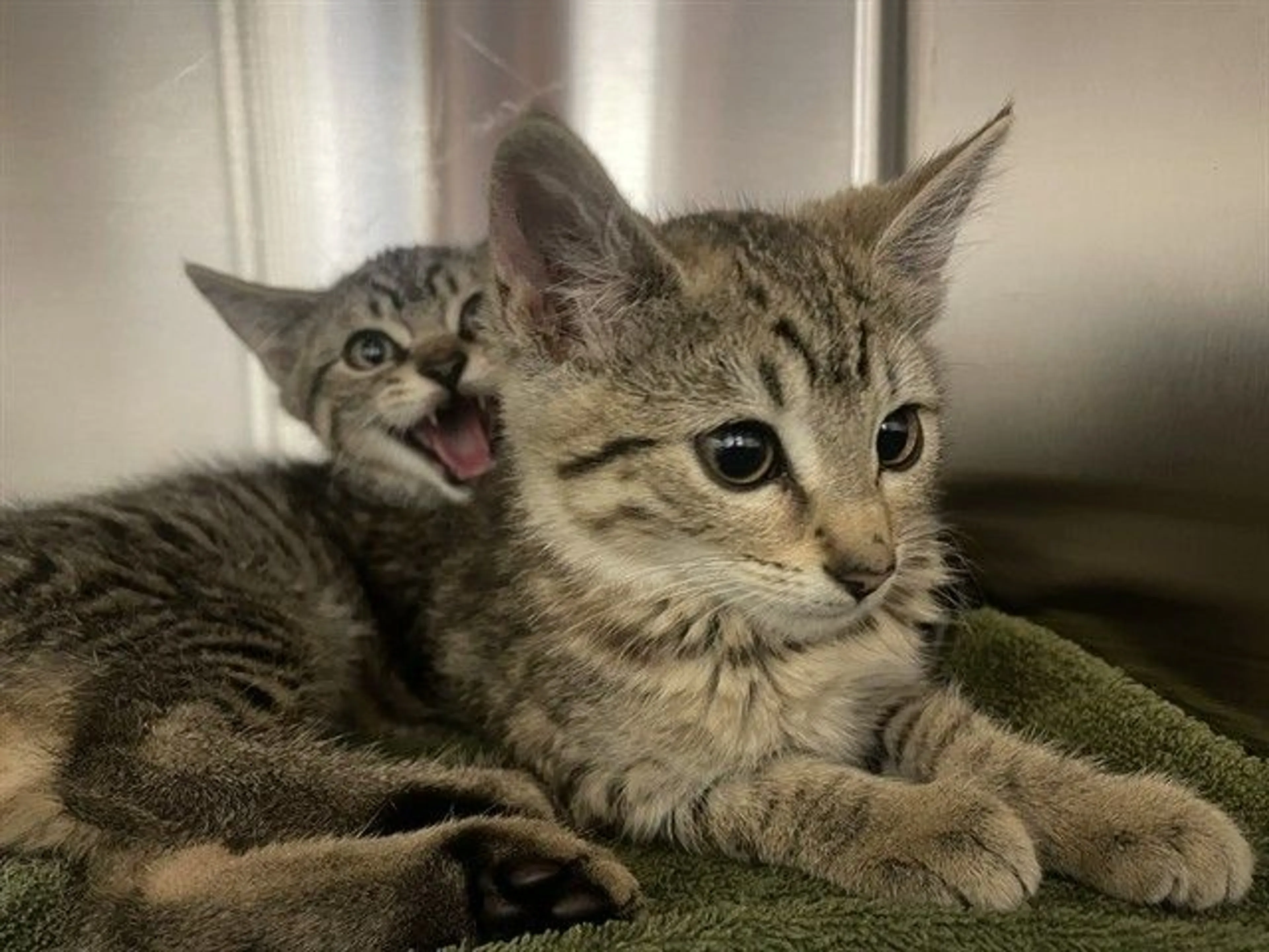 cdn image