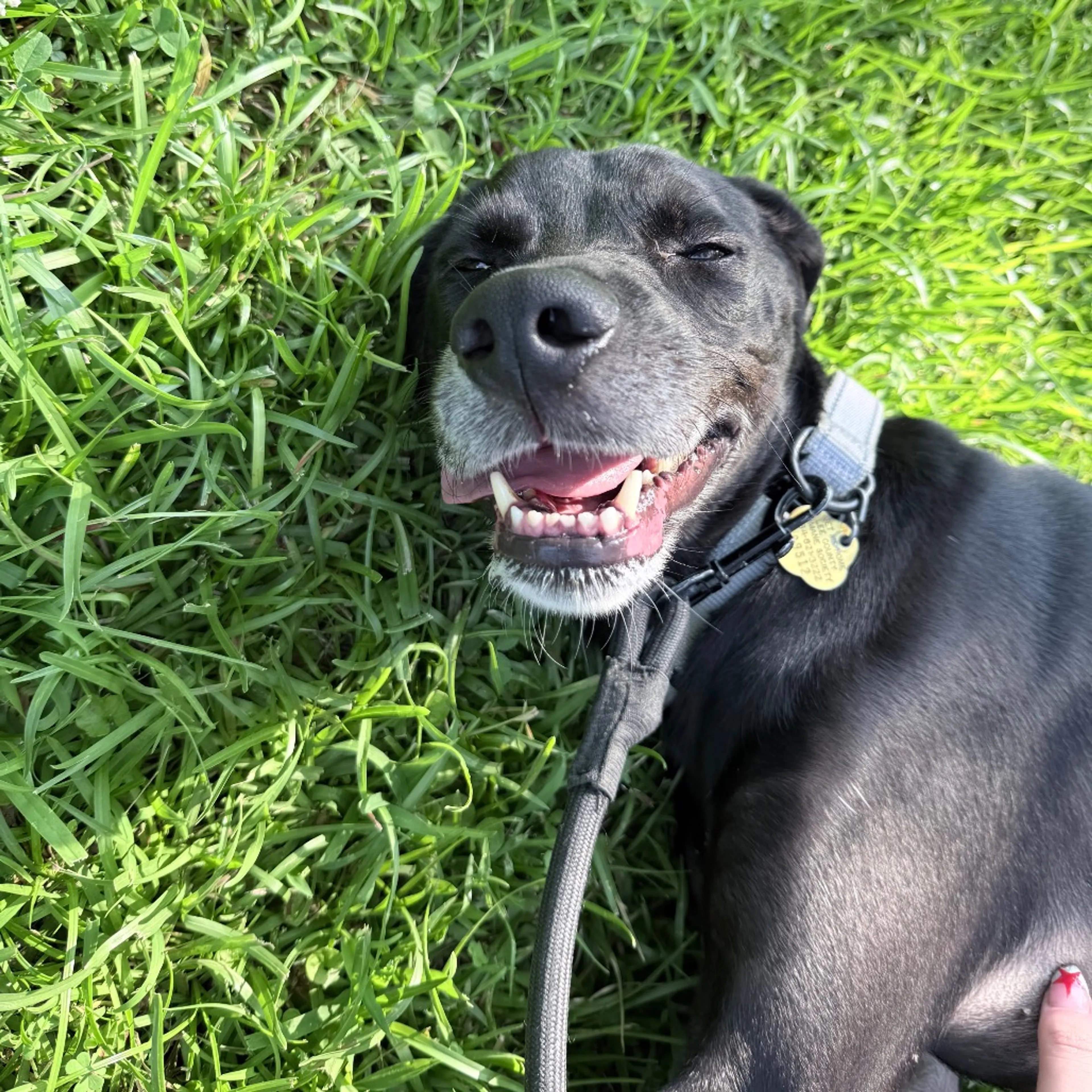 cdn image