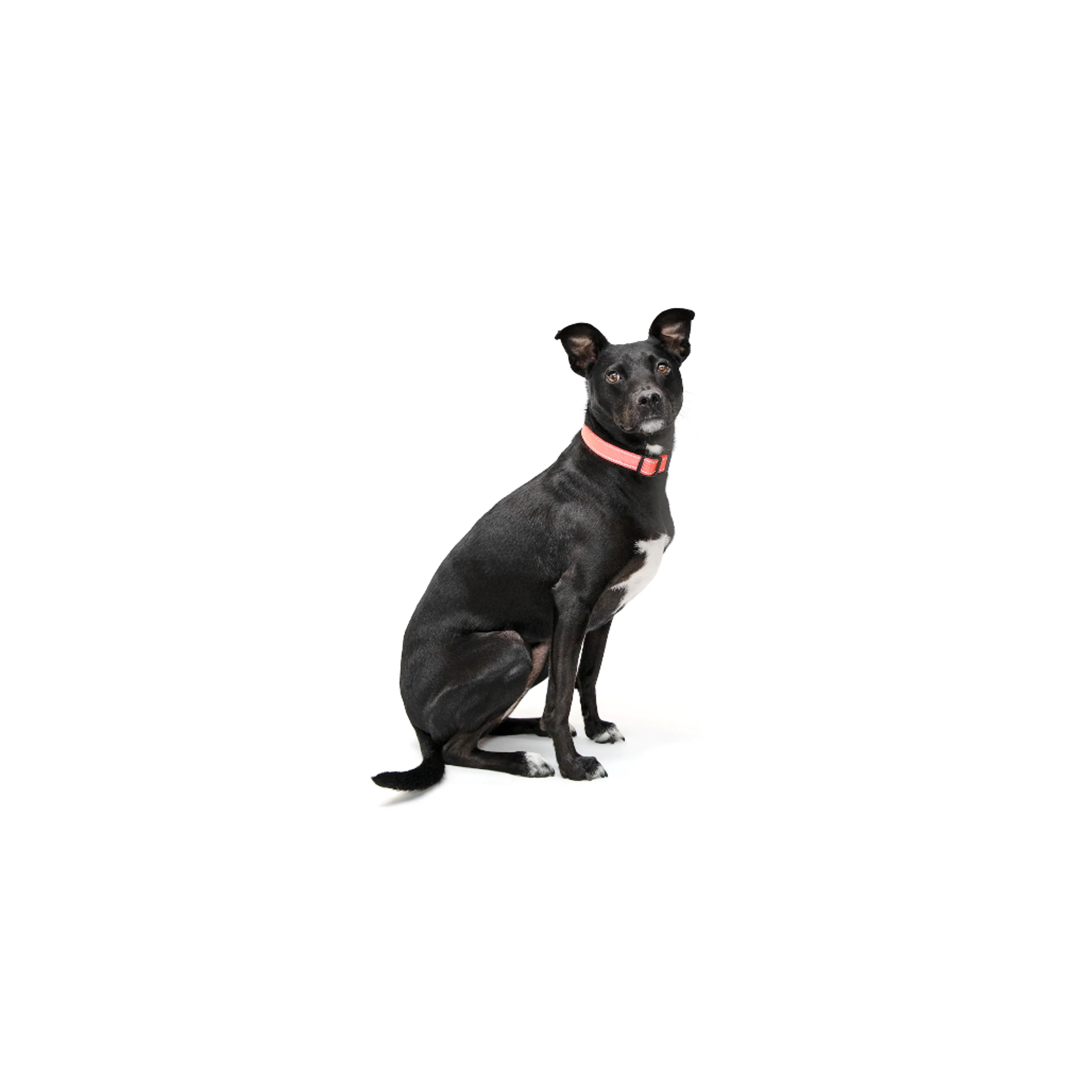 cdn image