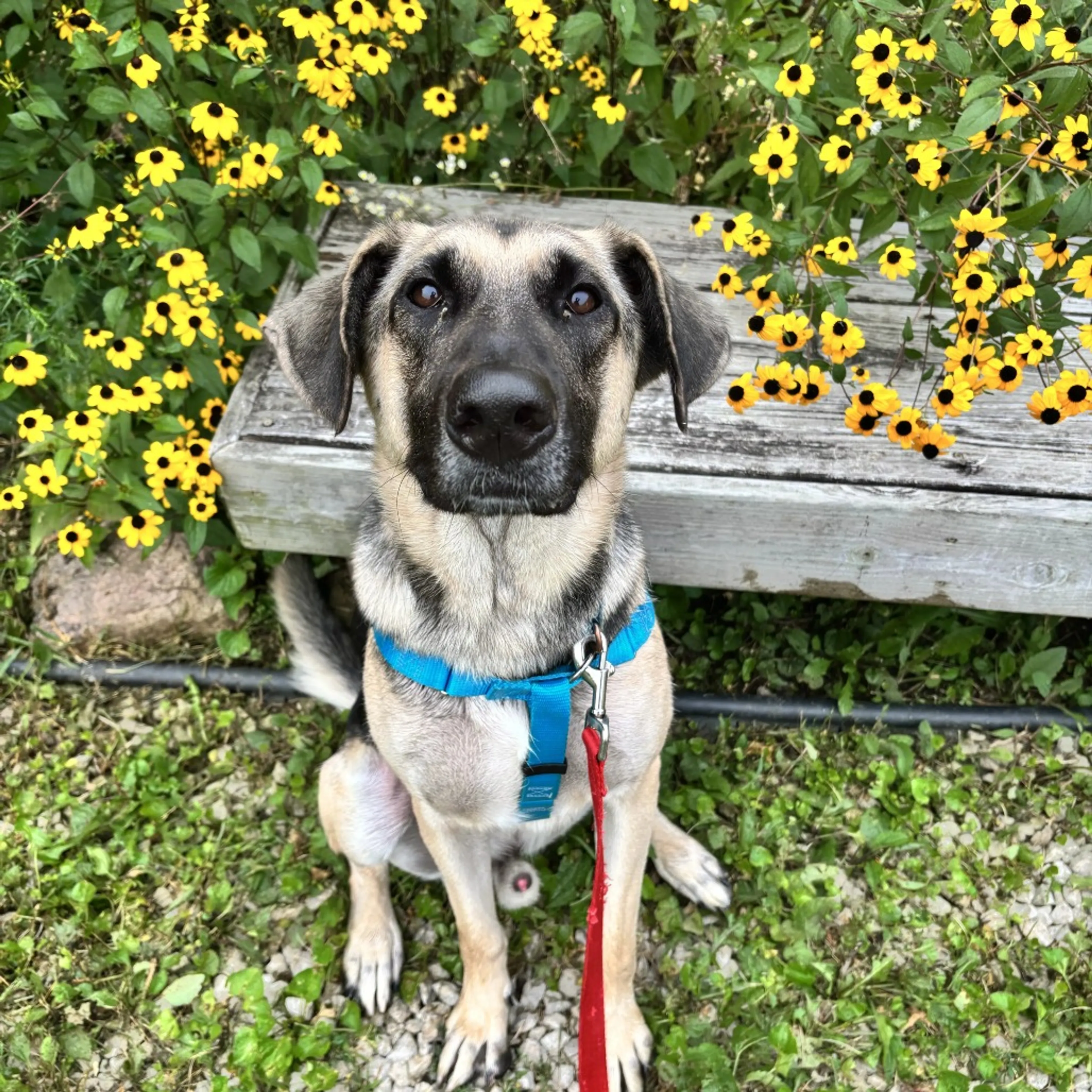 cdn image