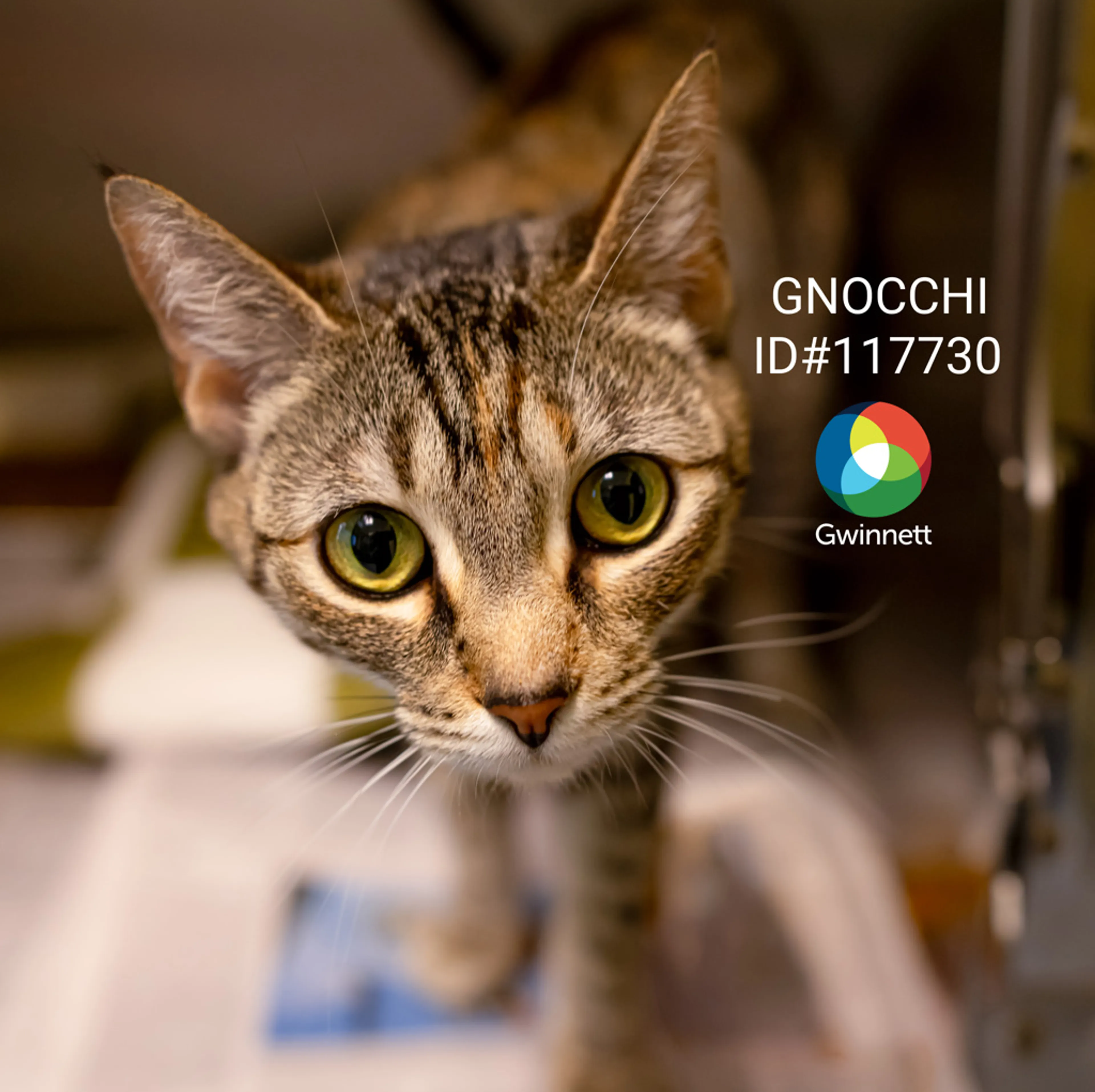 cdn image
