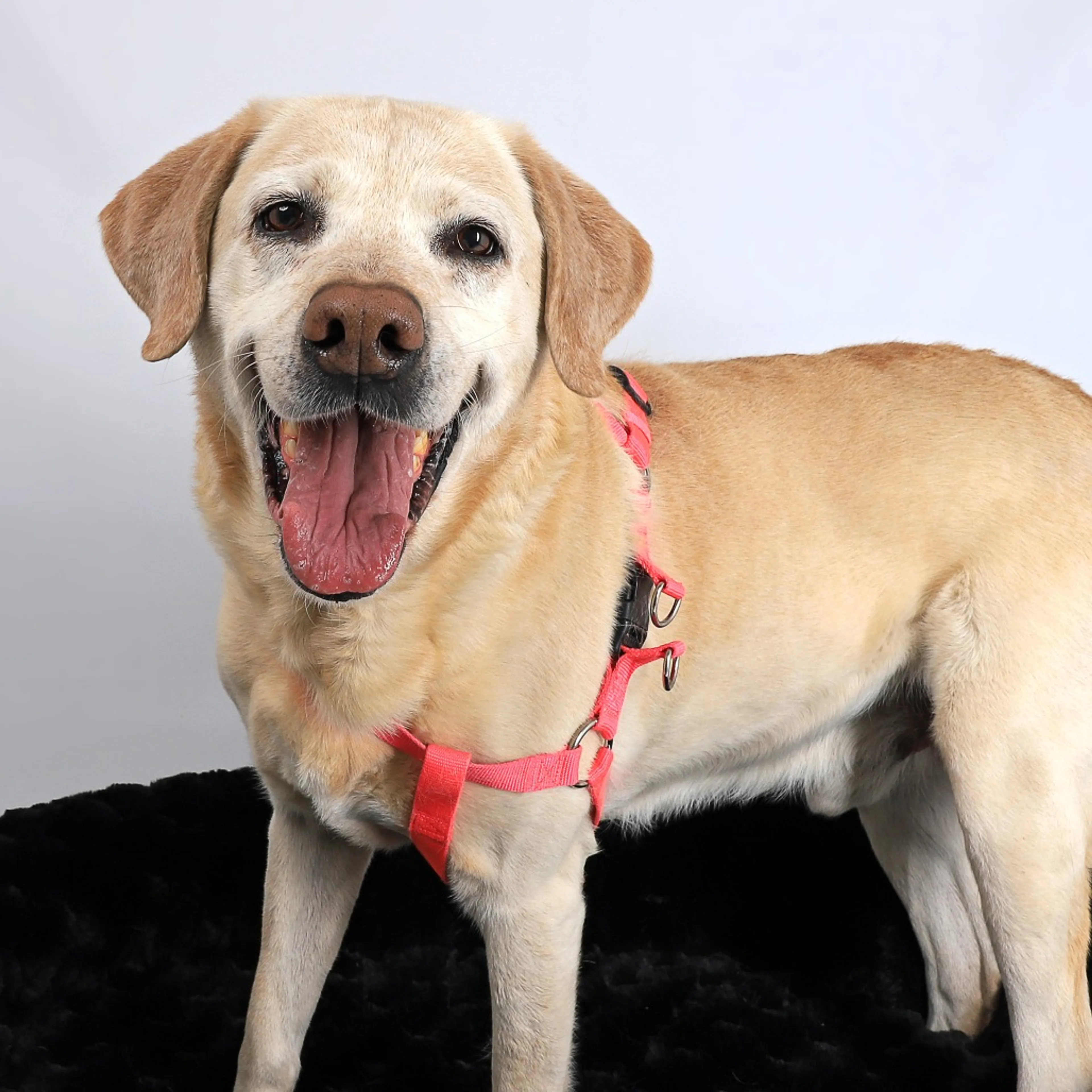-3