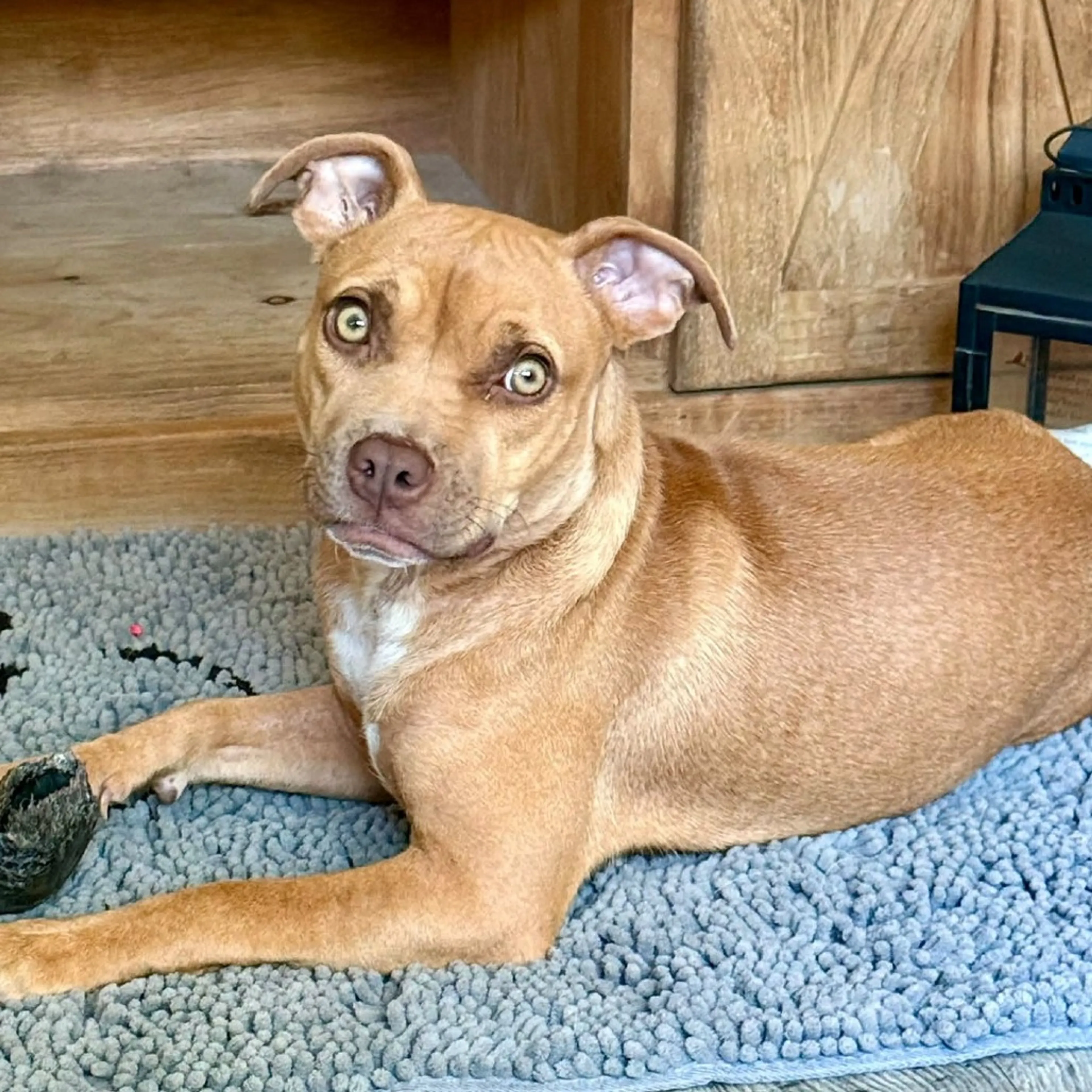 cdn image